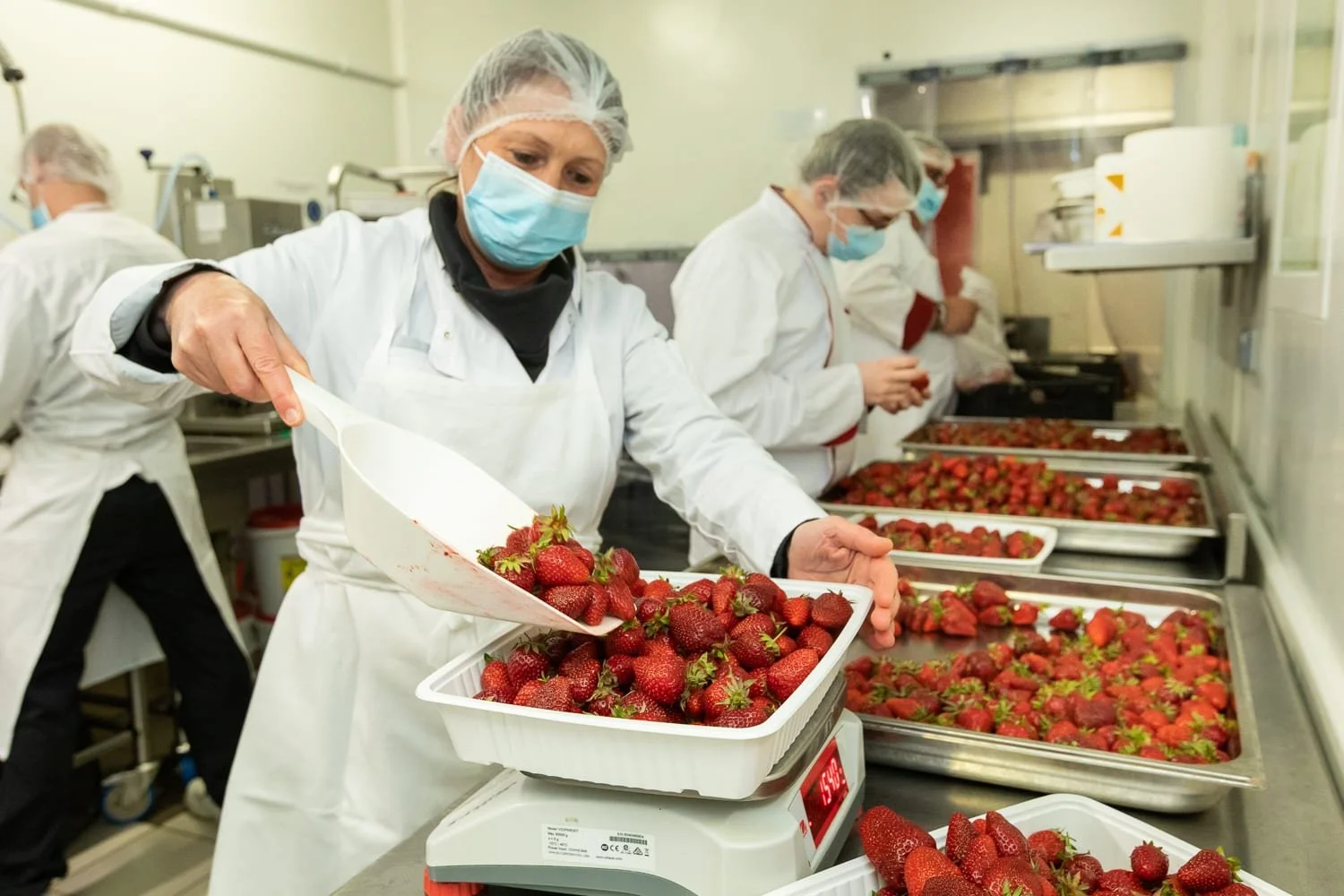 preparation de fraises en cuisine pour les desserts en restauration collective