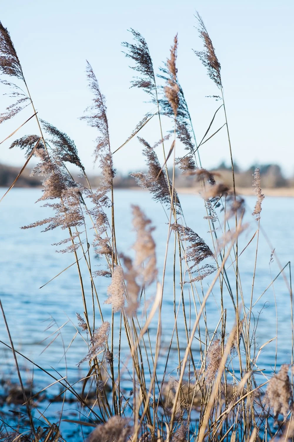vue sur un étang de la Dombes