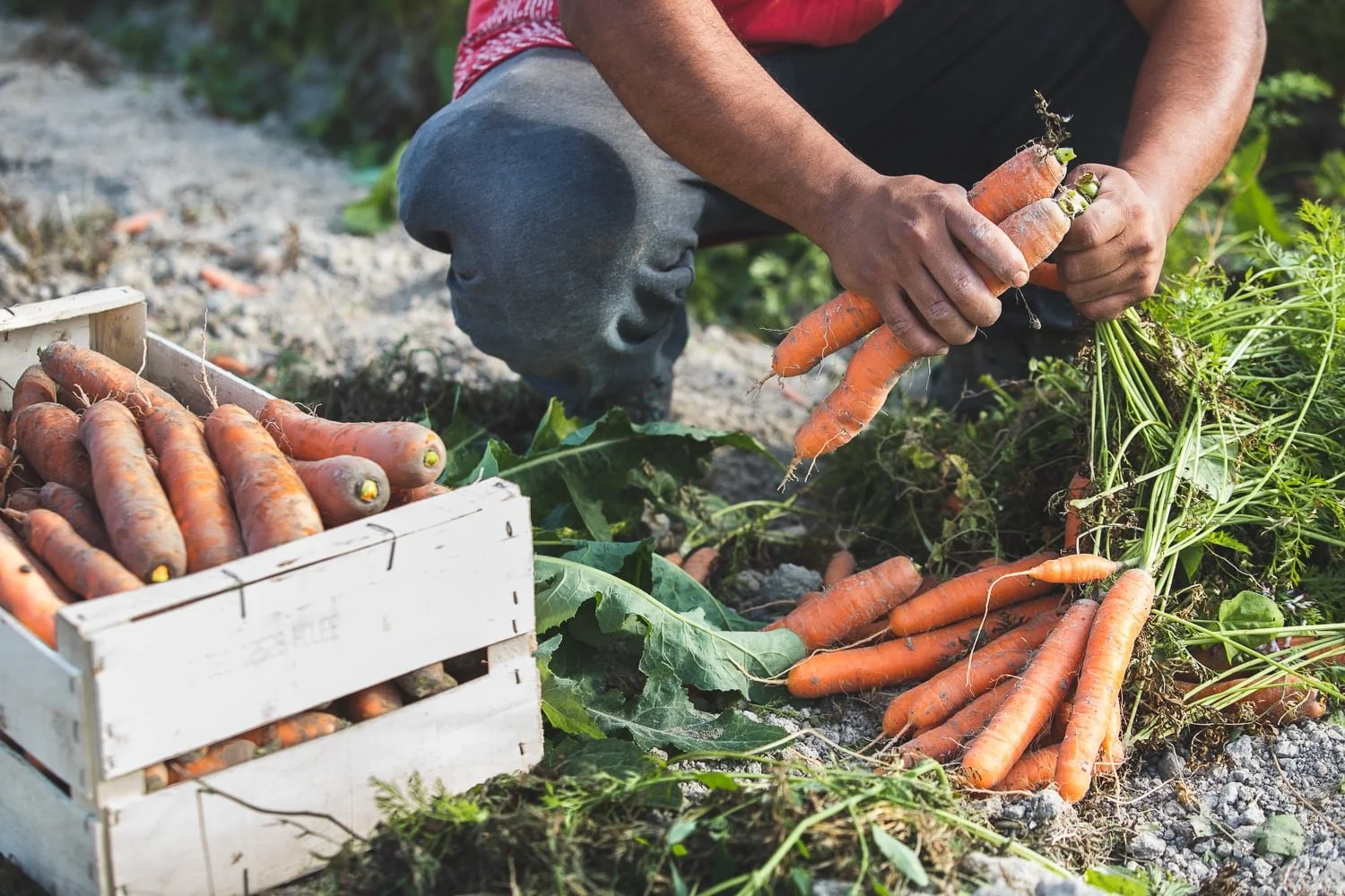 Maraîcher récoltant d
es carottes bio