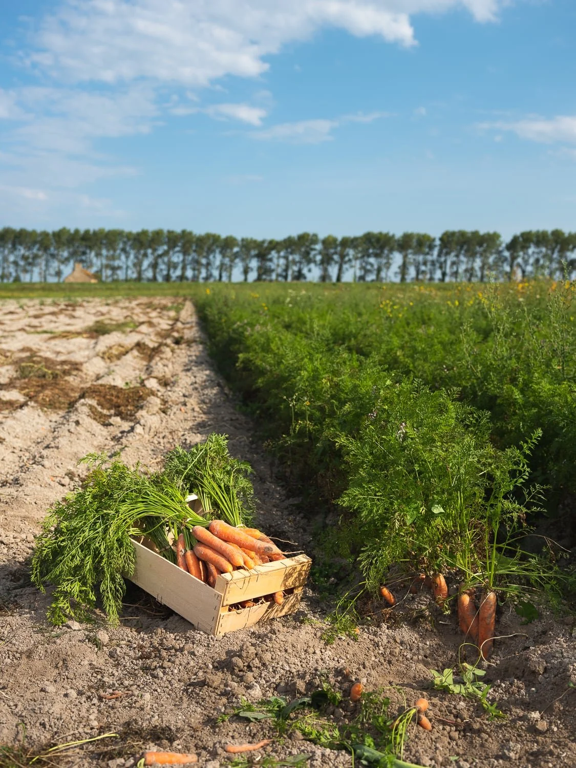 Champ de carottes bio cultivées aux prés salés