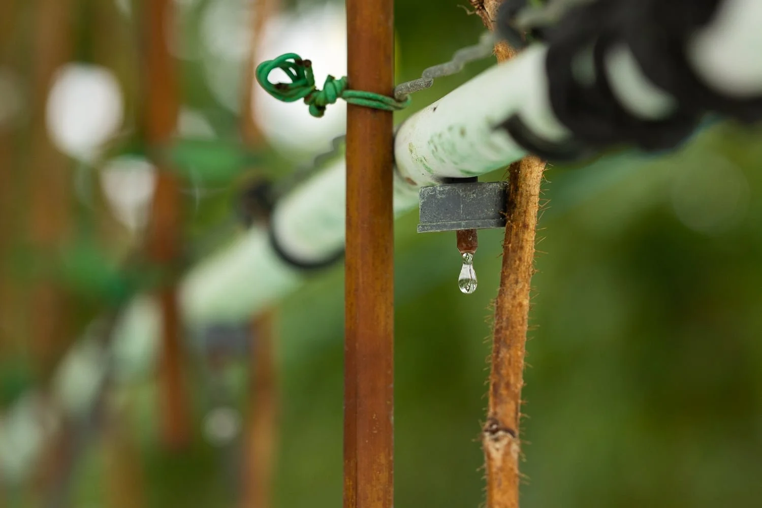 Système d’irrigation goutte-à-goutte dans la culture de fruits rouges chez Panach’Fruits