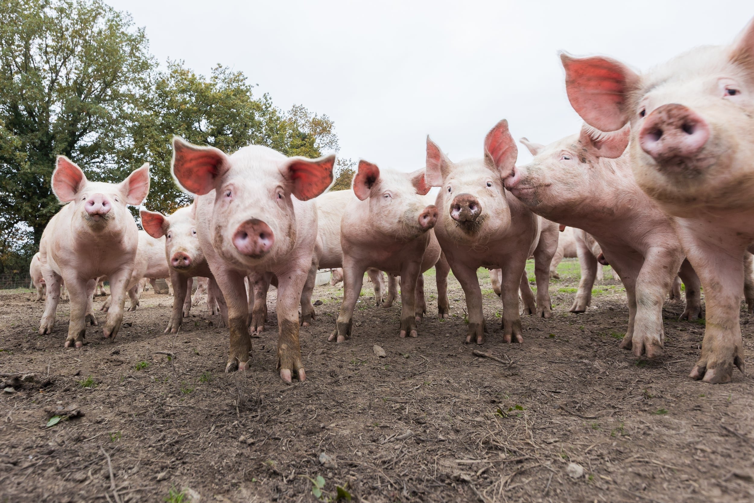Photographe agriculture : groupe de porcs dans un élevage en plein air en Vendée.
