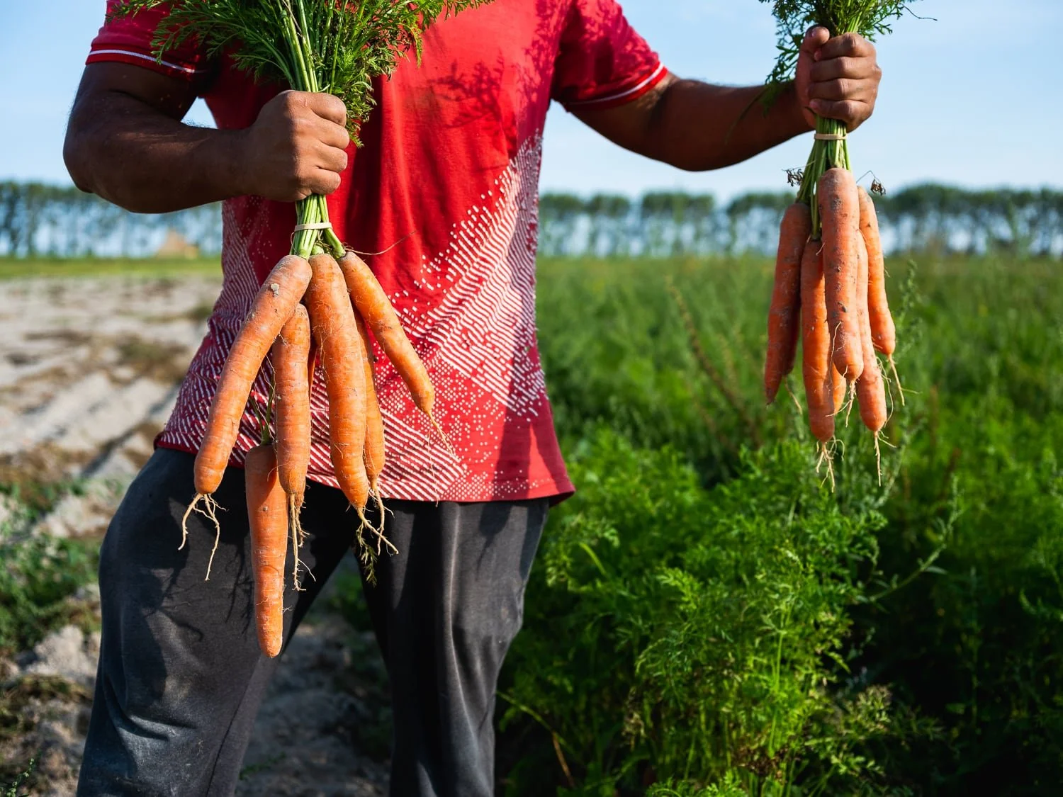 Maraîcher  tenant dans ses mains des bottes de carottes bio fraîchement récoltées
