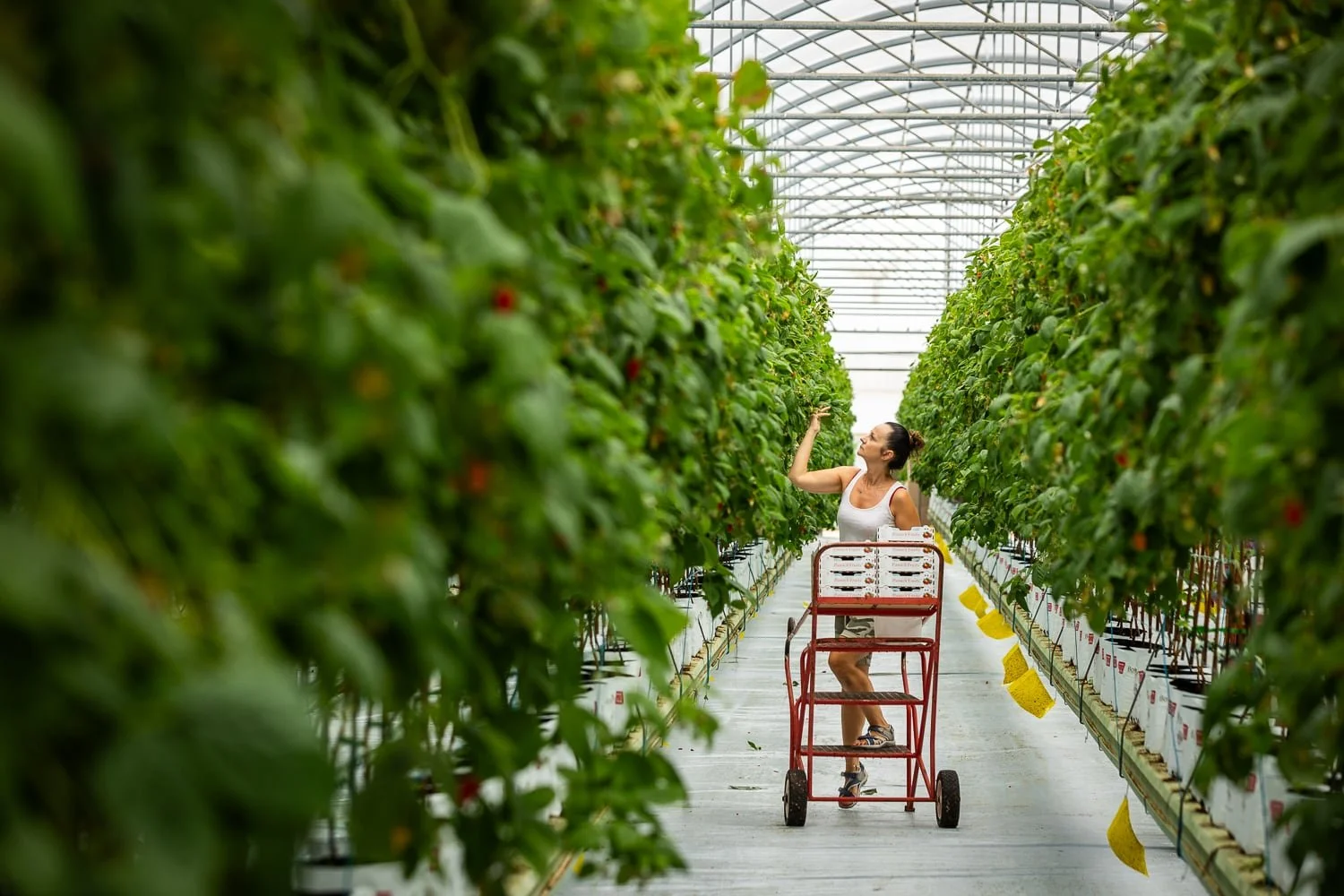 Ramassage des framboises, cultivées sous serre chez Panachfruits