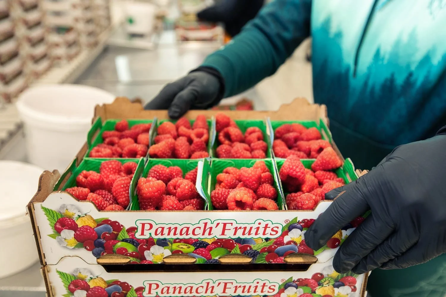 Préparation à l'expédition des framboises conditionnées en barquettes dans des cagettes