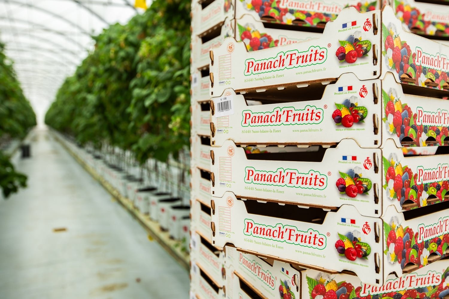 Cagettes Panach’Fruits prêtes pour le conditionnement des fruits rouges 