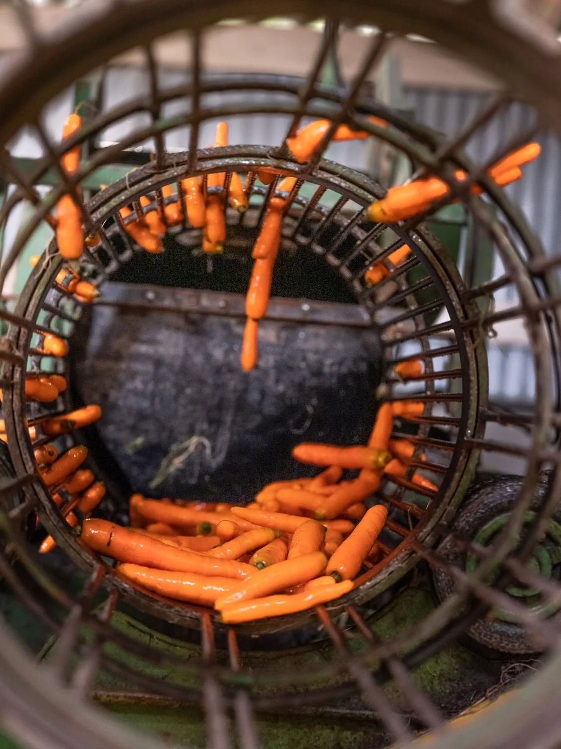 Calibrage mécanique des carottes avant conditionnement