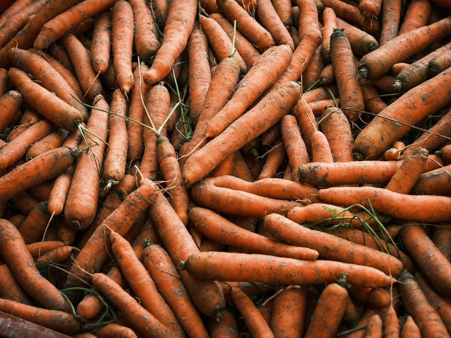 Vue sur des carottes bio encore couvertes de terre