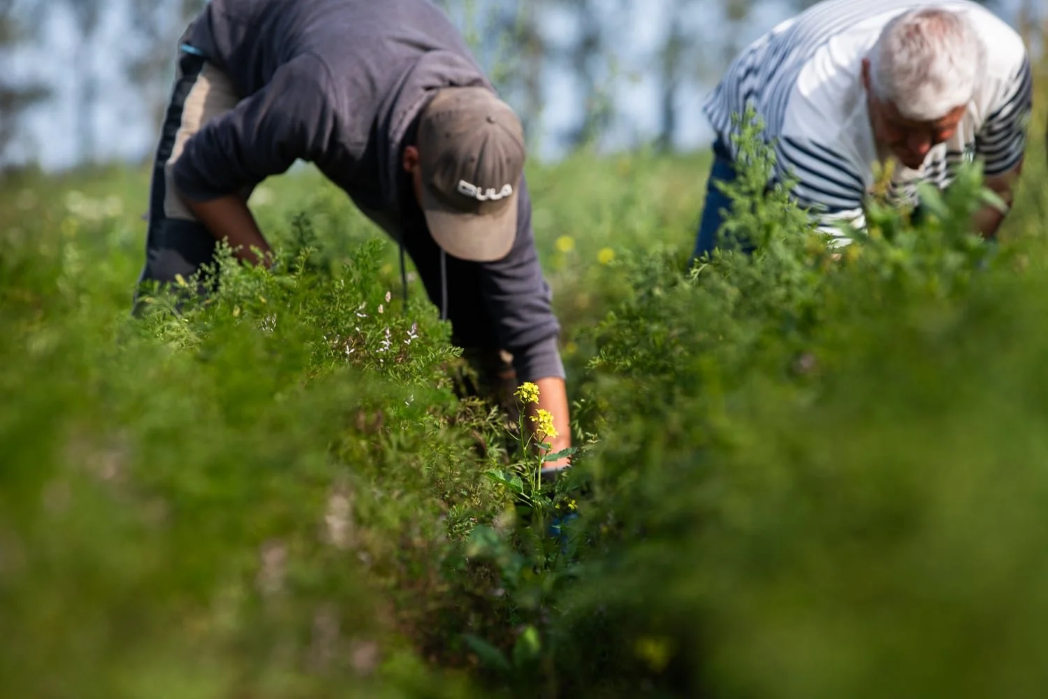 Ramassage de carottes bio dans un champ des prés-salés

