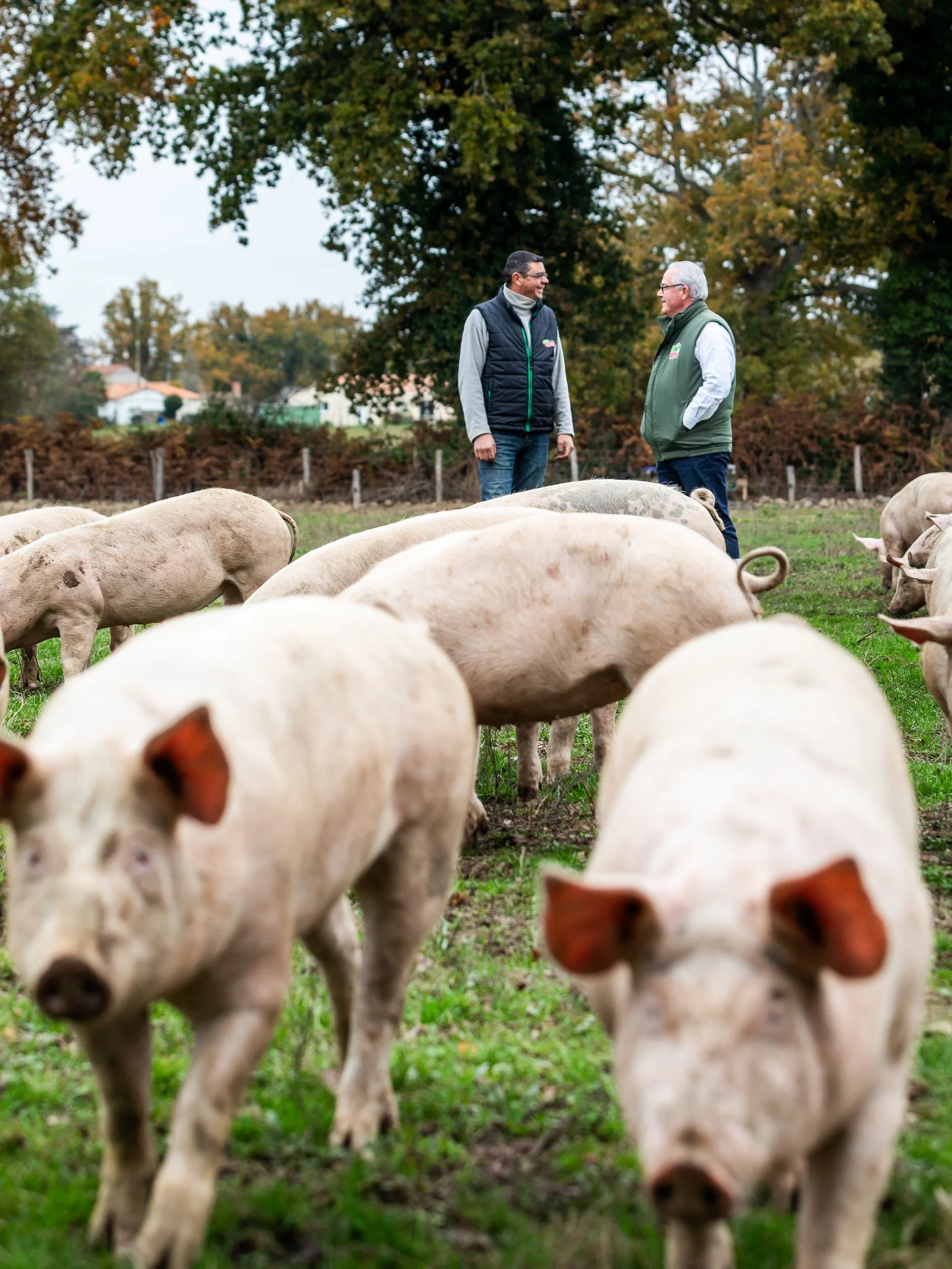 photographe agriculture producteur local jambon 17.jpg