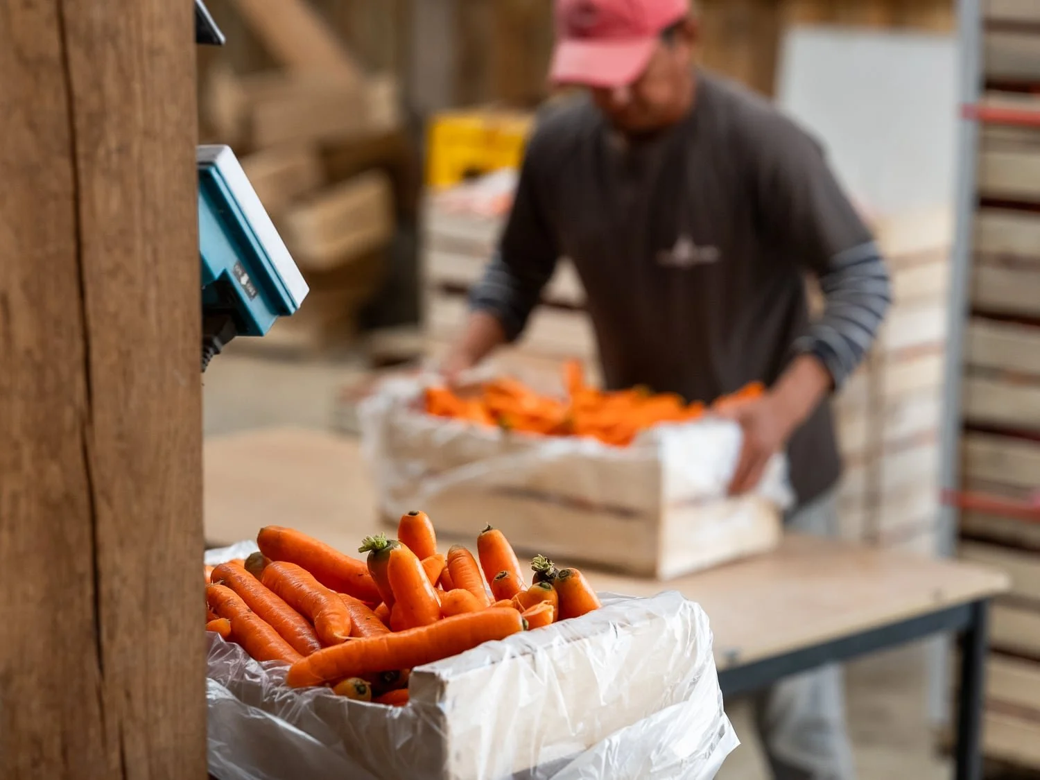 Pesage d'une cagette de carottes bio fraîchement nettoyés