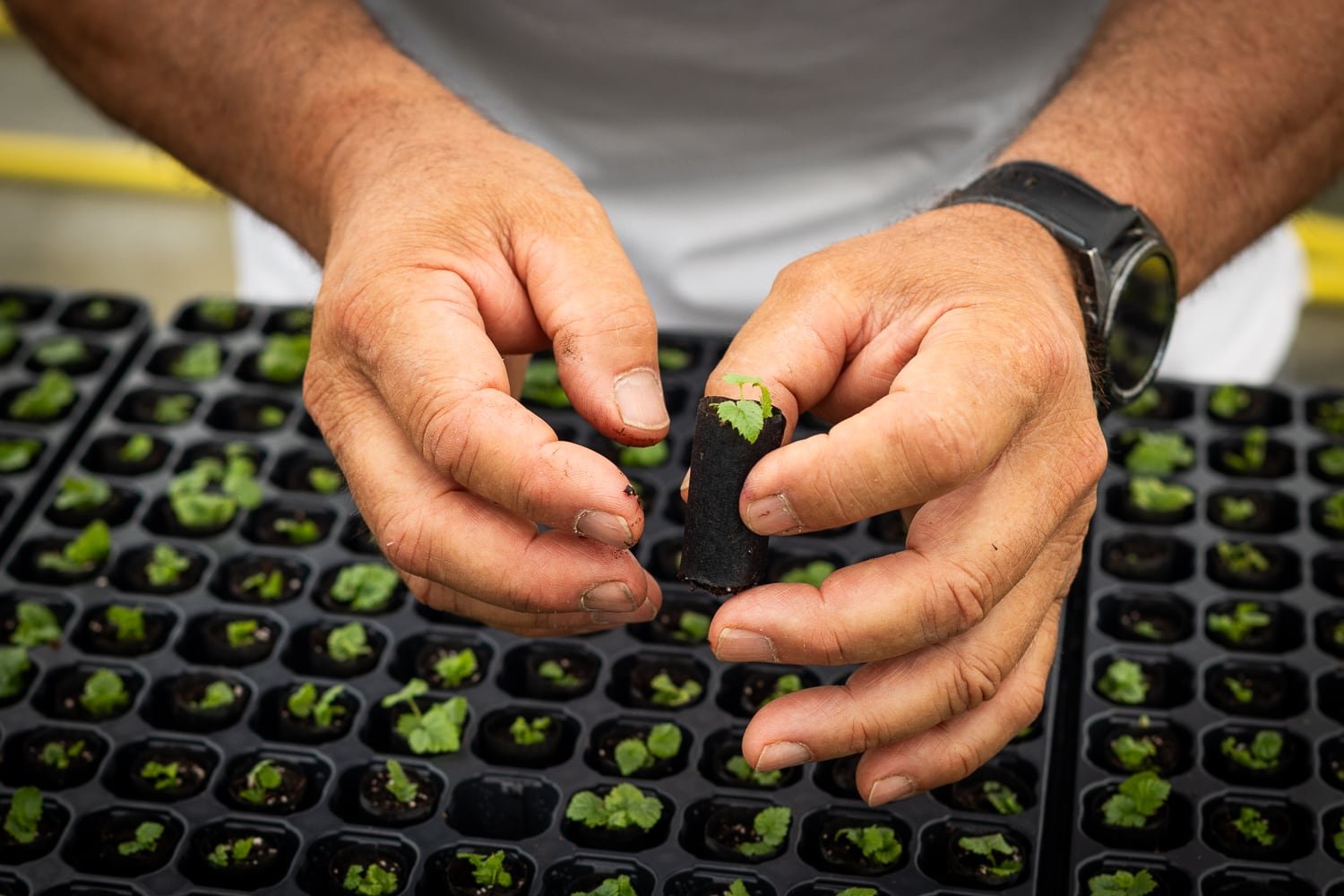 Jeune plant de fruits rouges en pépinière chez Panach’Fruits