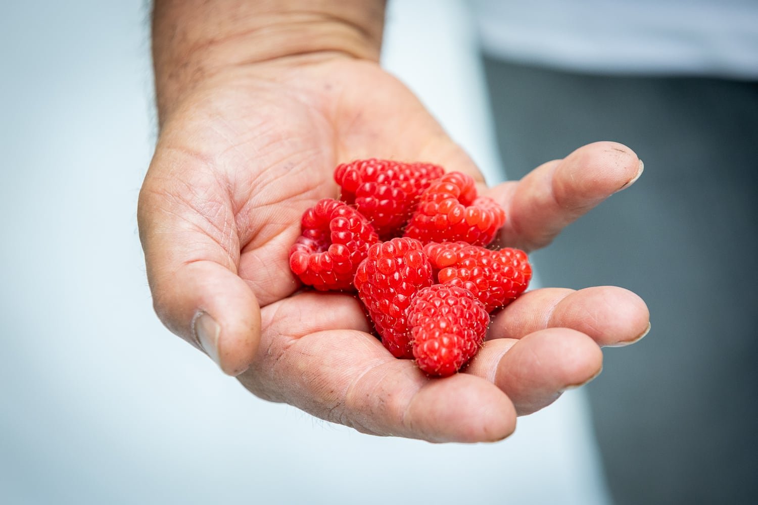 Framboises fraîches récoltées chez Panach’Fruits