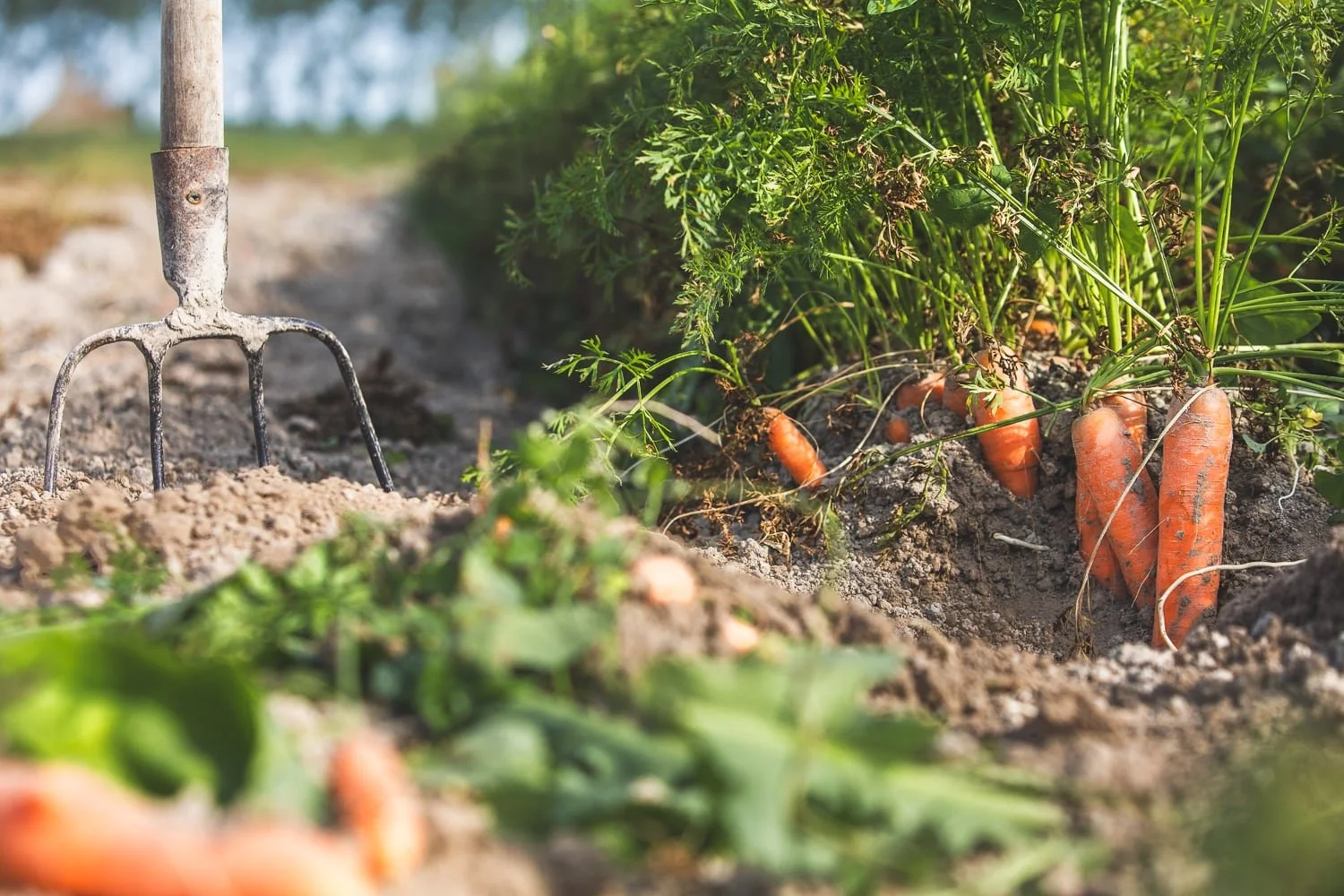 carottes bio et fourche utilisée pour la récolte  dans un champ des prés salés