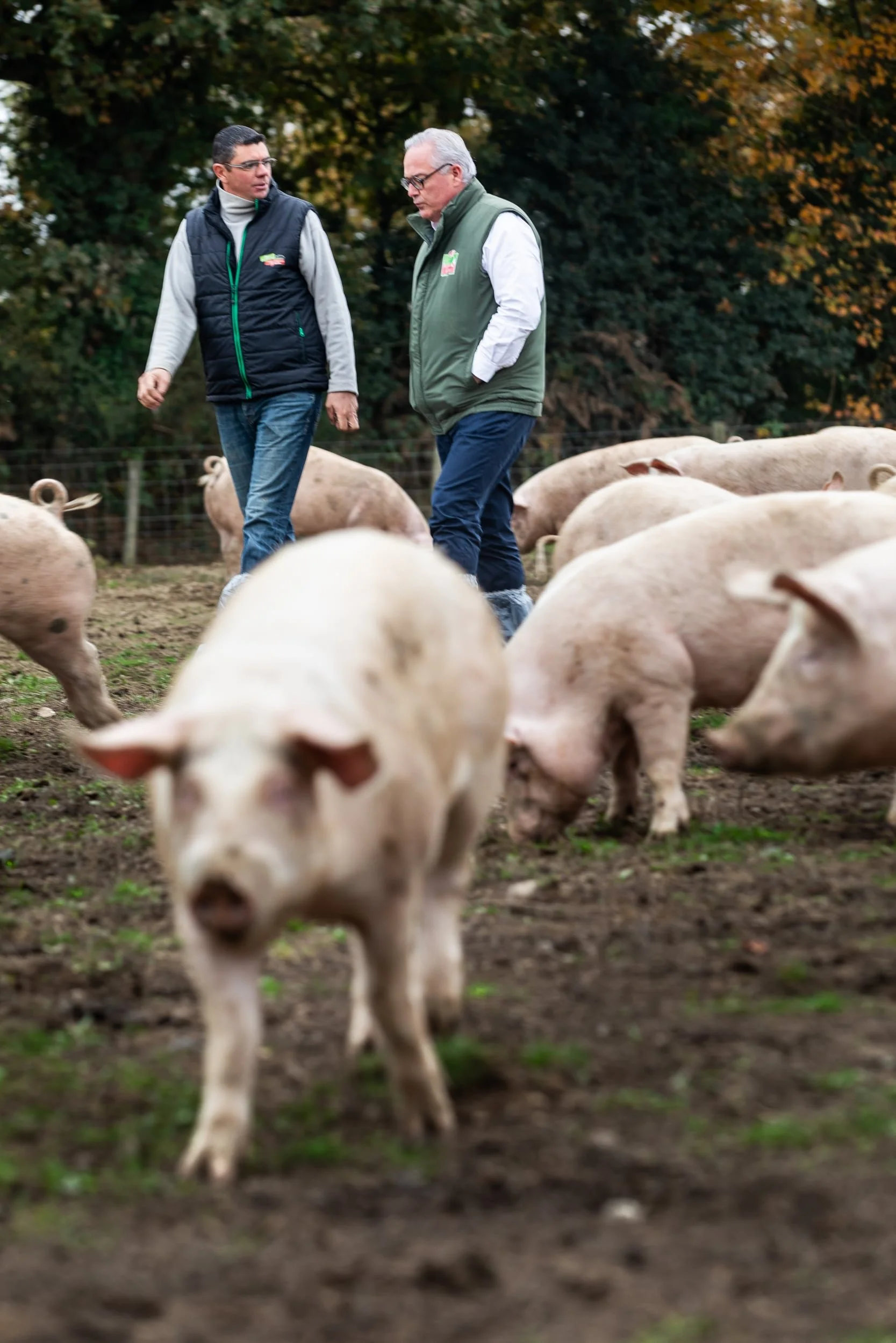 Éleveur et producteur de jambon échangeant au cœur d’un élevage porcin en plein air en Vendée