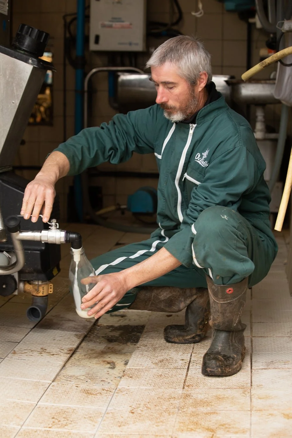 Prélèvement du lait à la ferme pour la fabrication du fromage mozzarella Mozzareine