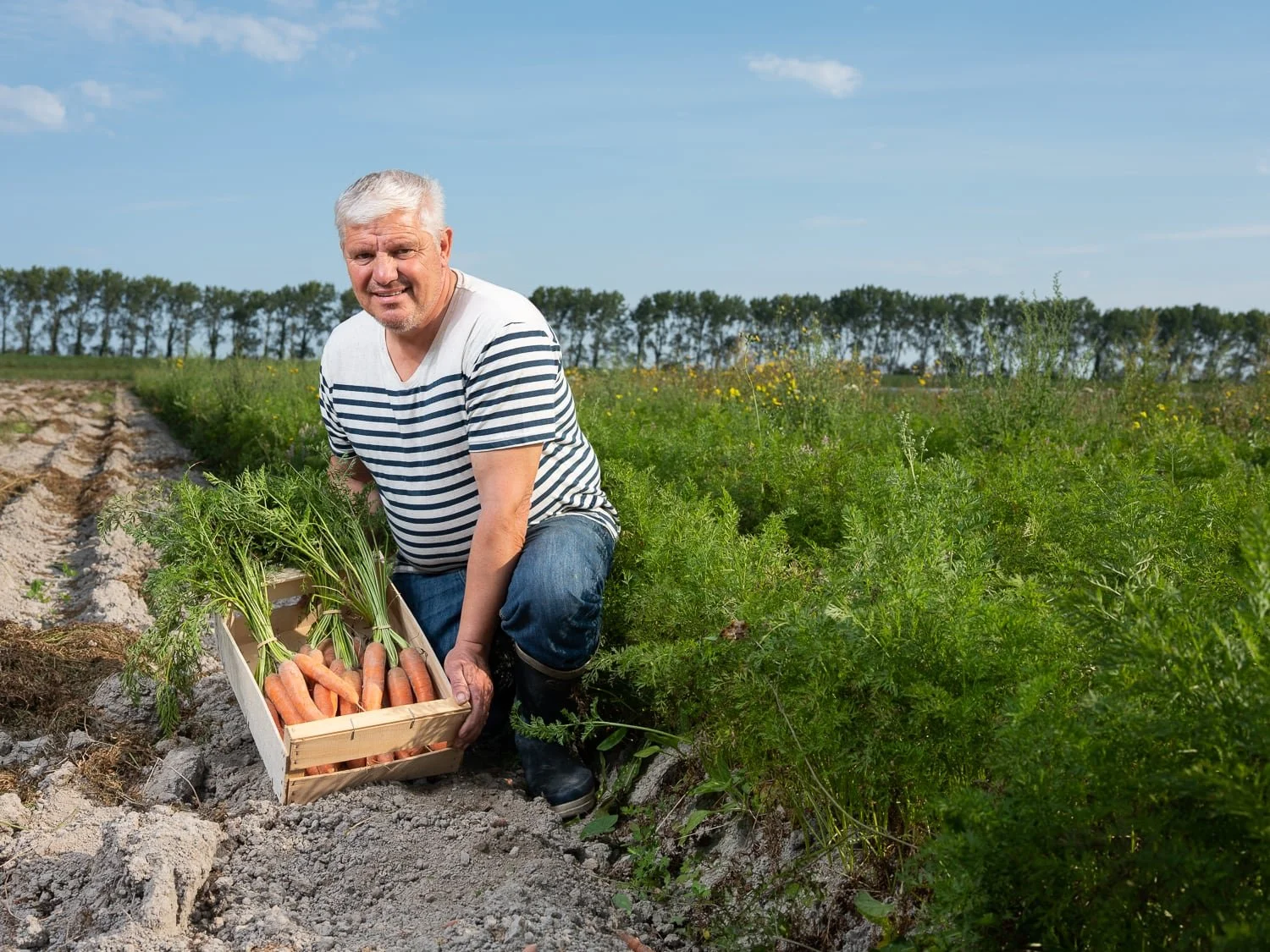 Portrait d’un maraîcher présentant ses carottes bio produites dans les prés salés près du Mont St-Michel