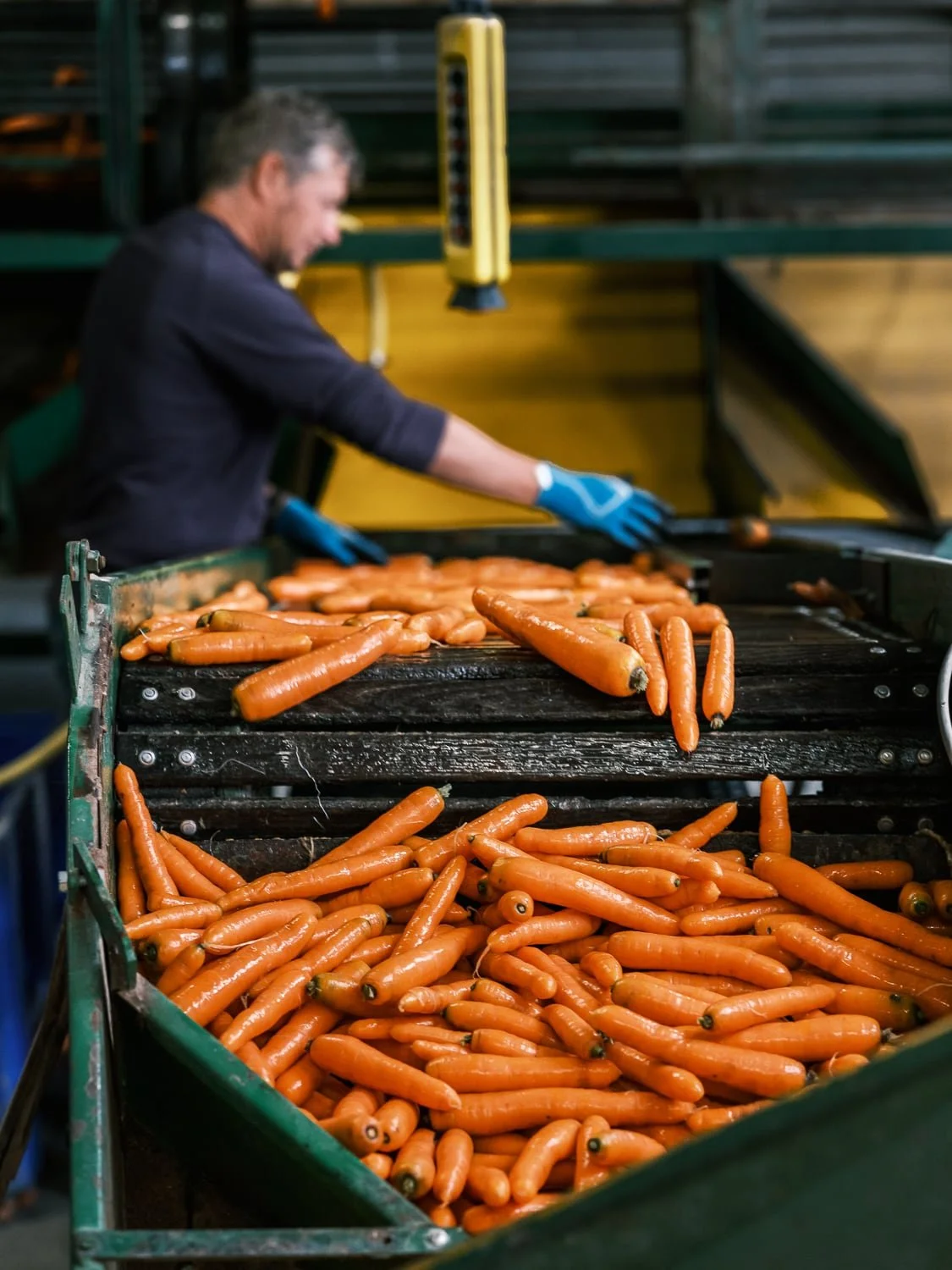 Etape de tri des carottes bio en sortie de lavage