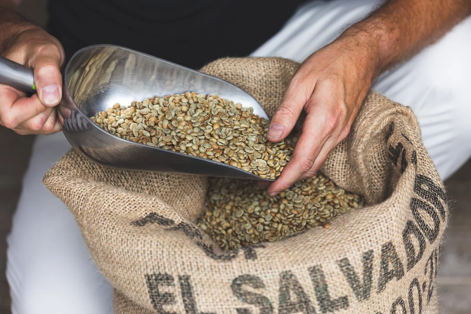 Inspection de café vert d'origine du Salvador à l'atelier de torréfaction Lagrange