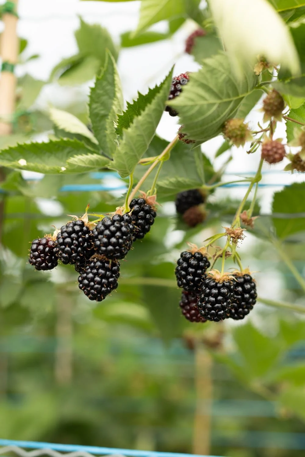 photographe agriculture Paris 75 producteur locaux fruits 15.jpg