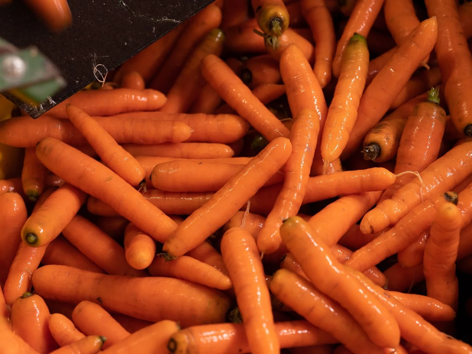 Vue sur des carottes bio lavées et prête à être conditionnées