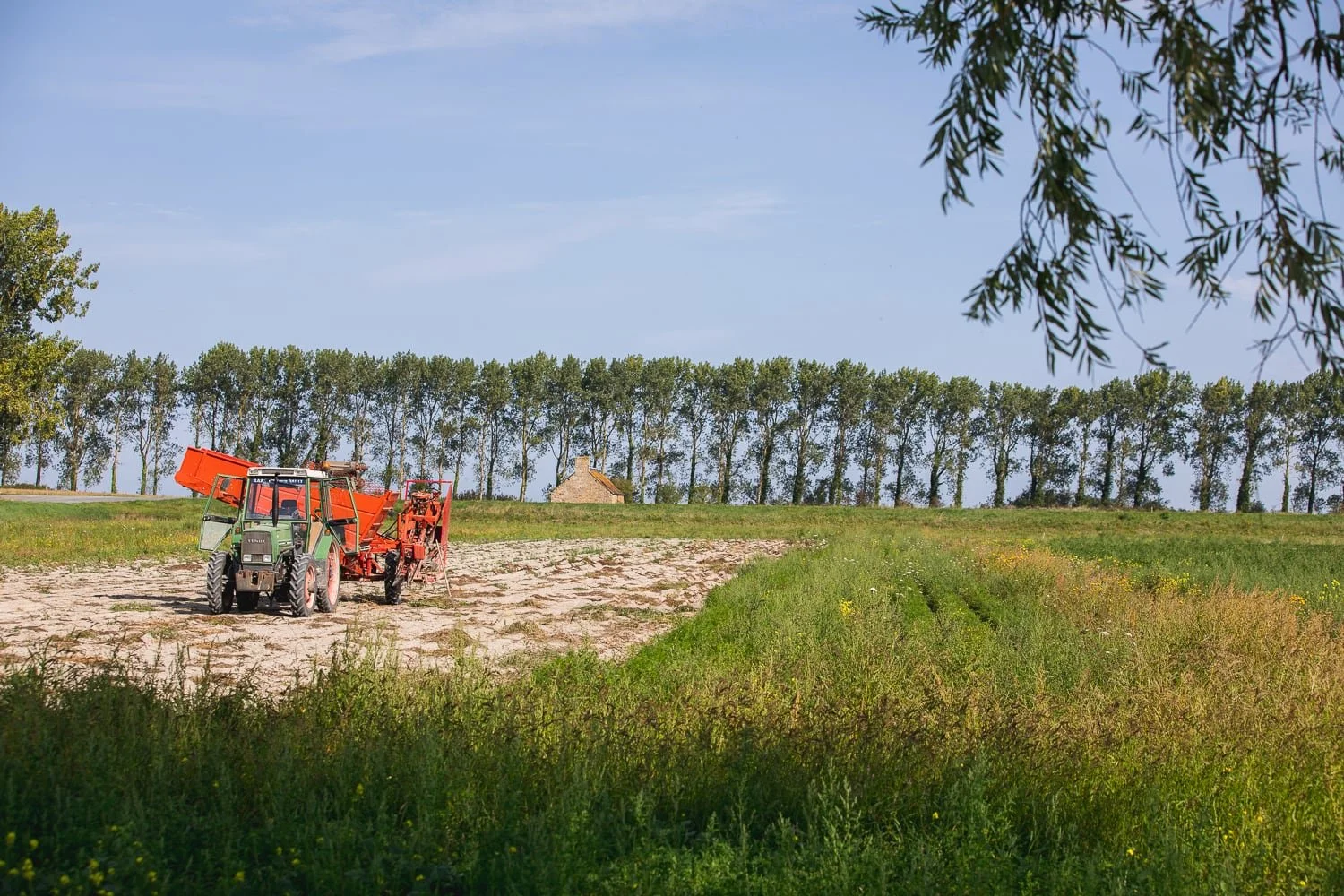 Tracteur dans un champ de carottes bio aux prés salés en bord de me