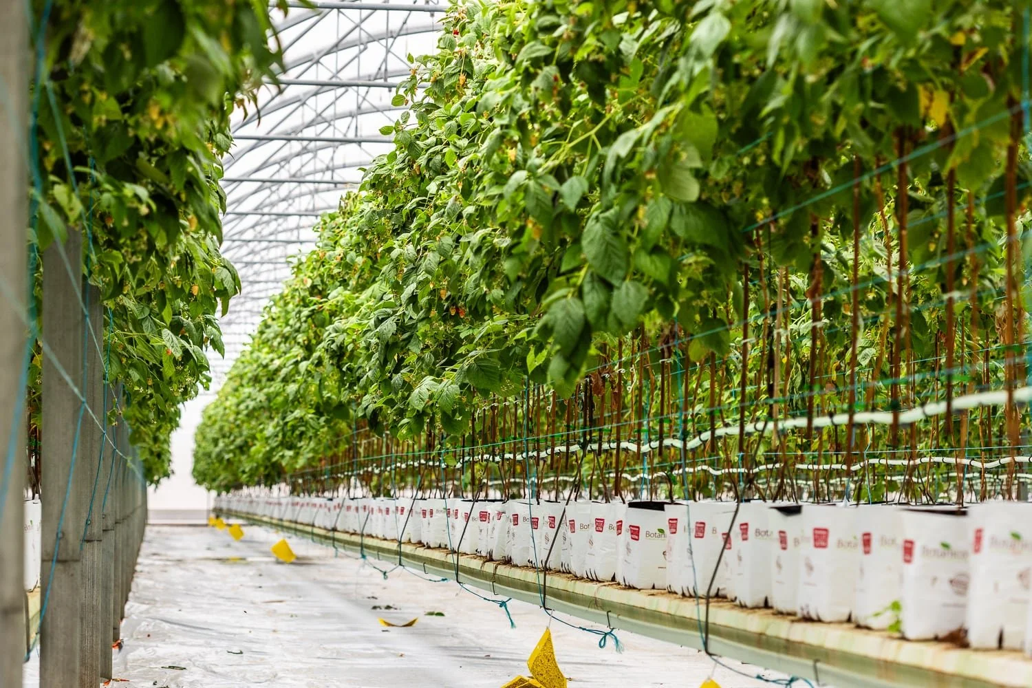 Culture de fruits rouges sous serre chez le producteur Panach’Fruits