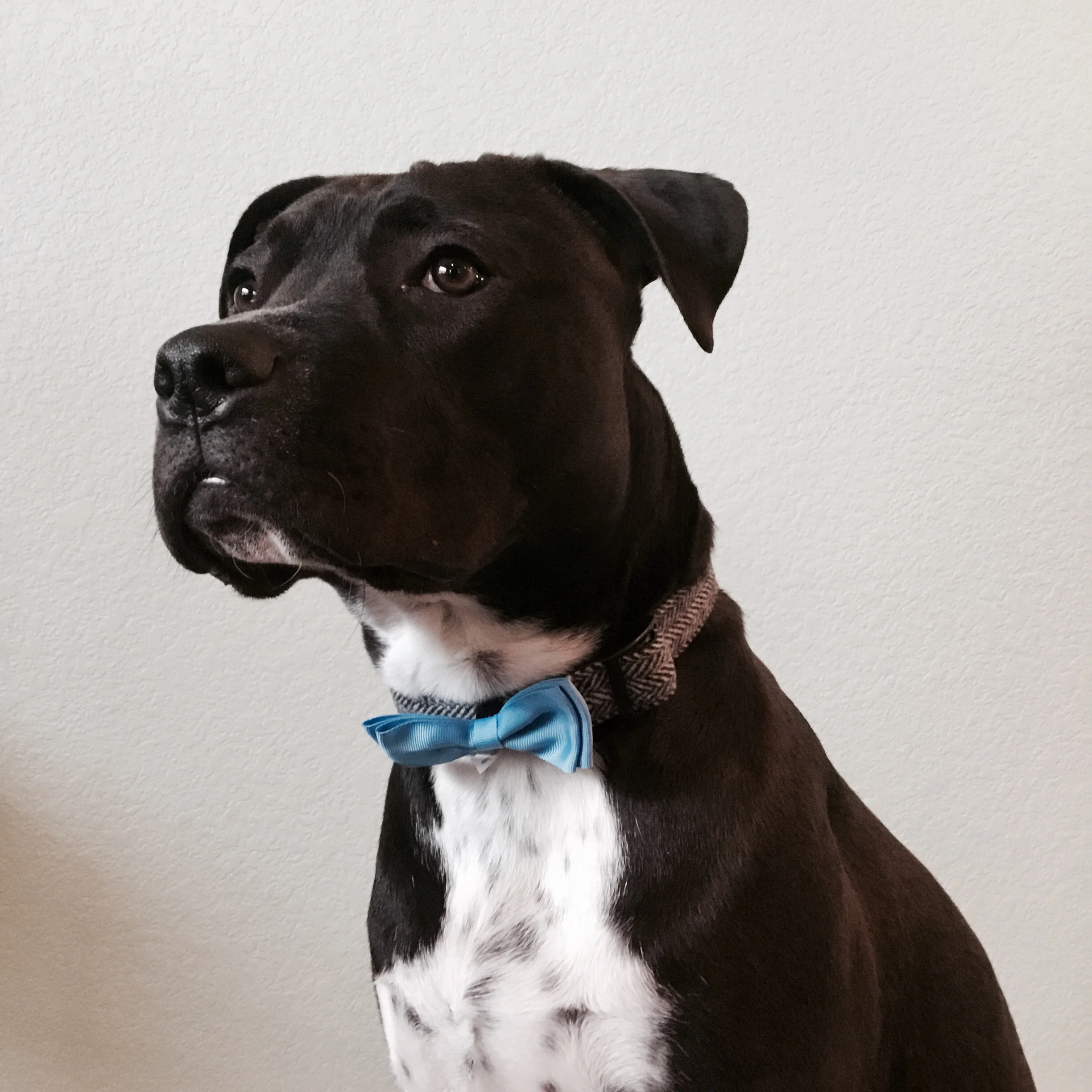 Zeke's ready for Puttin' On The Leash 2017