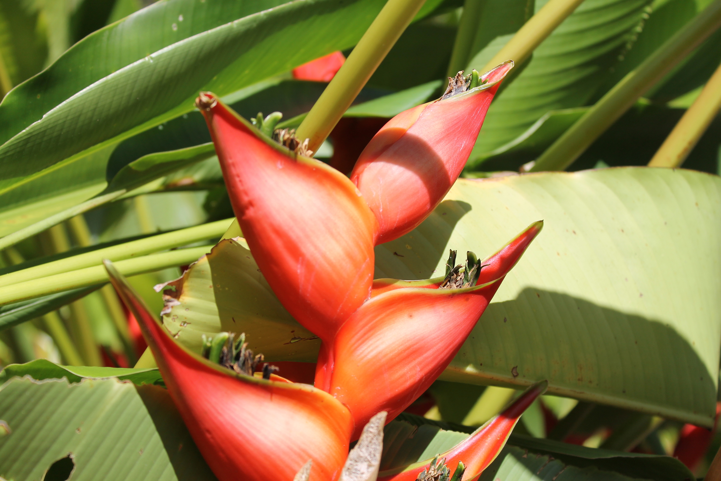 Exotic Flowers