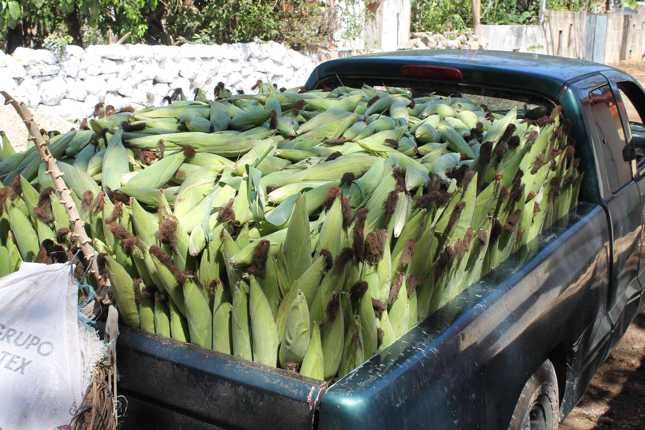 Corn Harvest