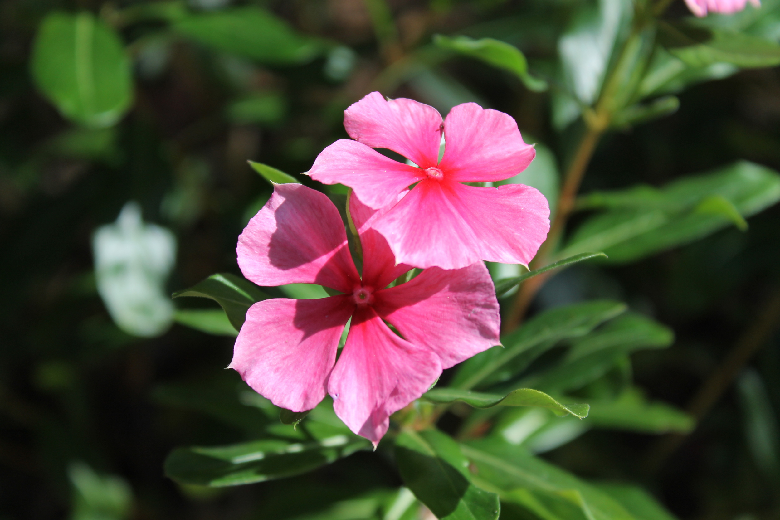 More Exotic Flowers