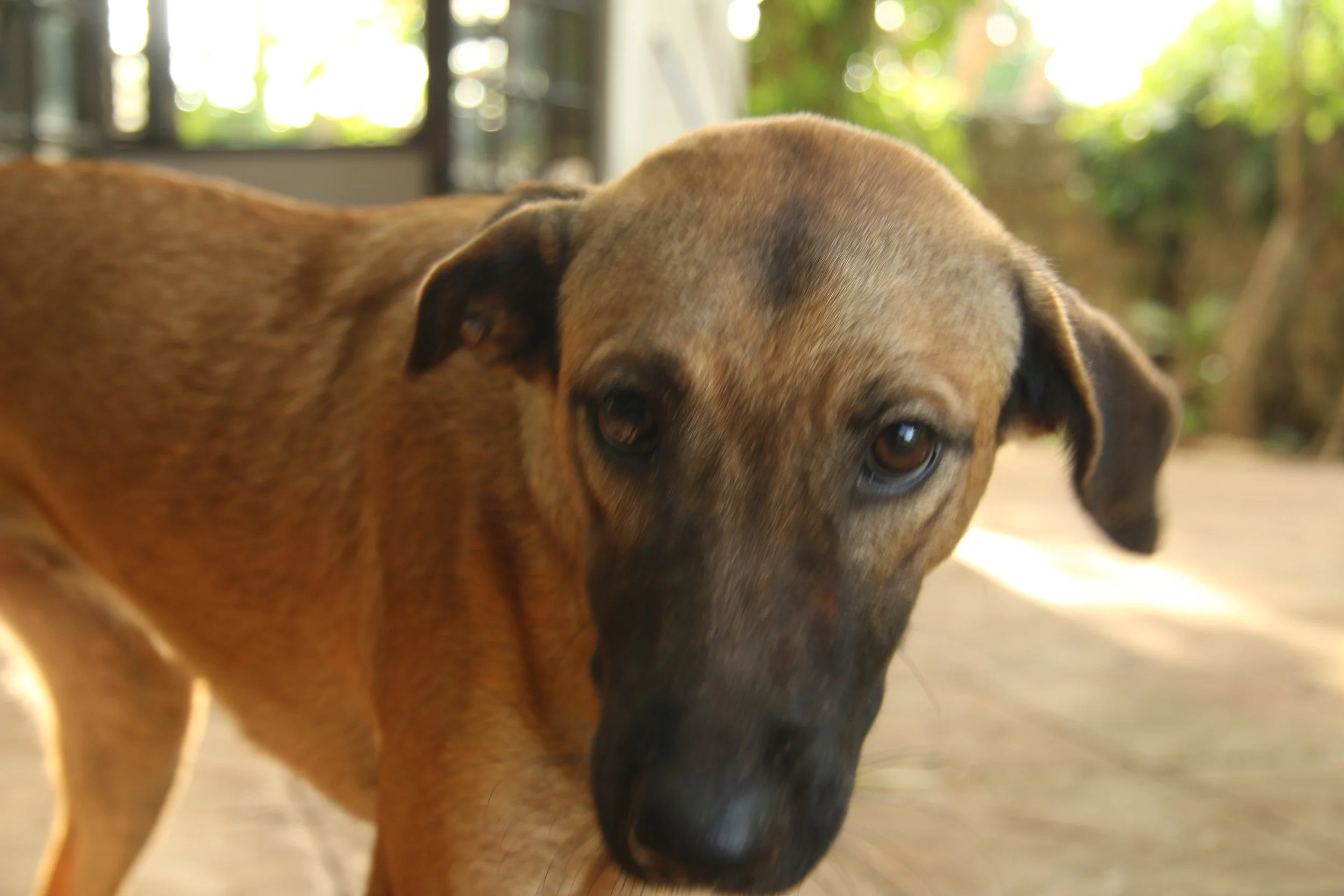  The airbnb canine resident 