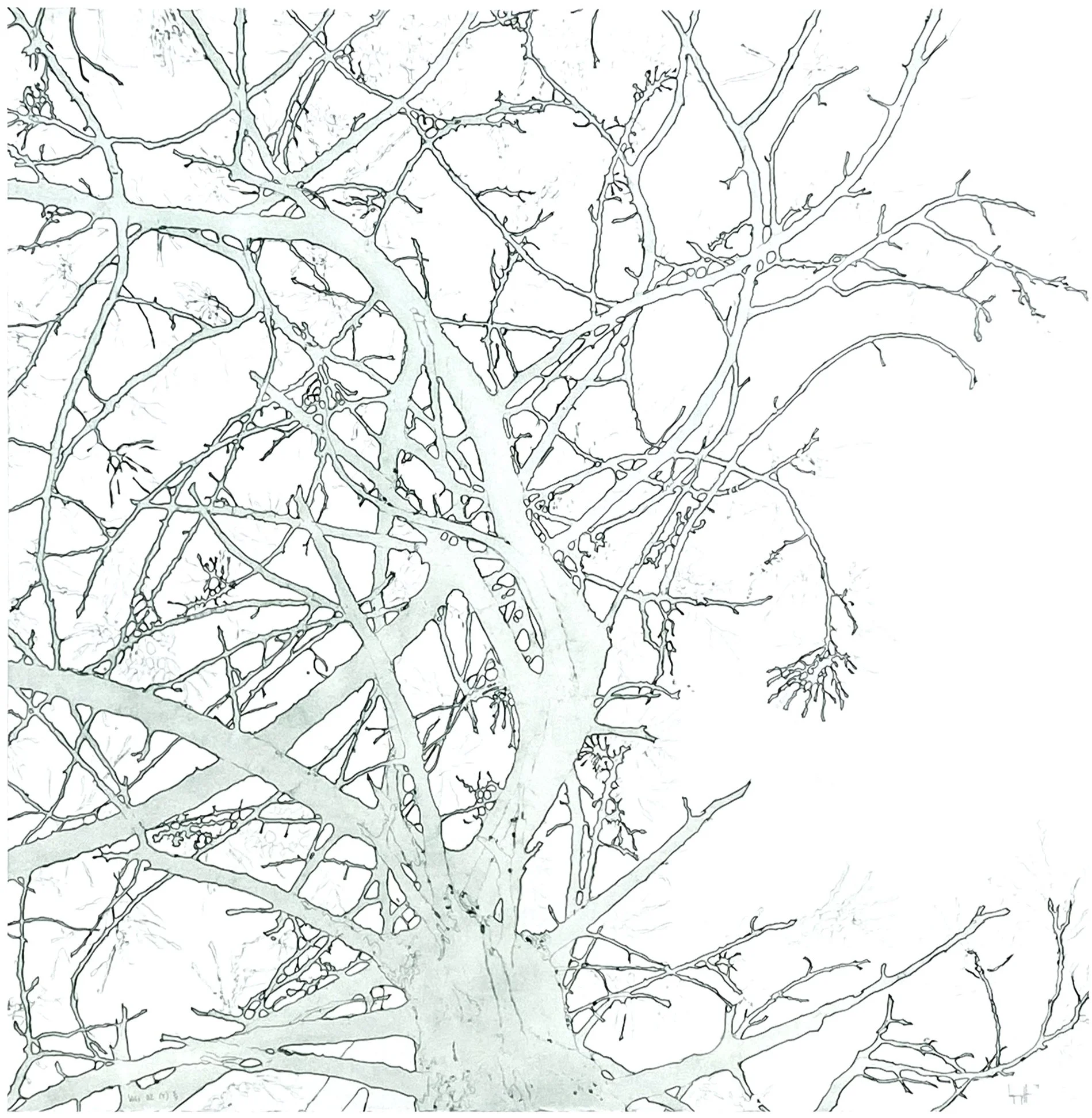 "Webs 02 (T)", 42" x 42", edition of 4