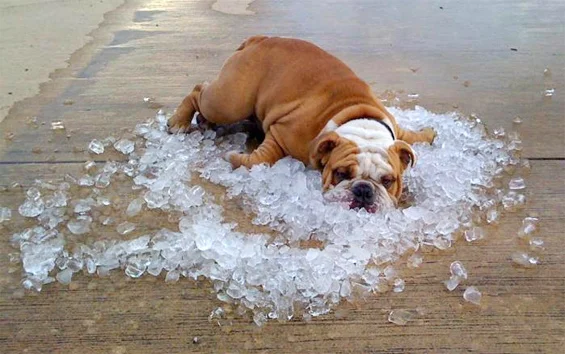 bulldog-on-ice.jpg