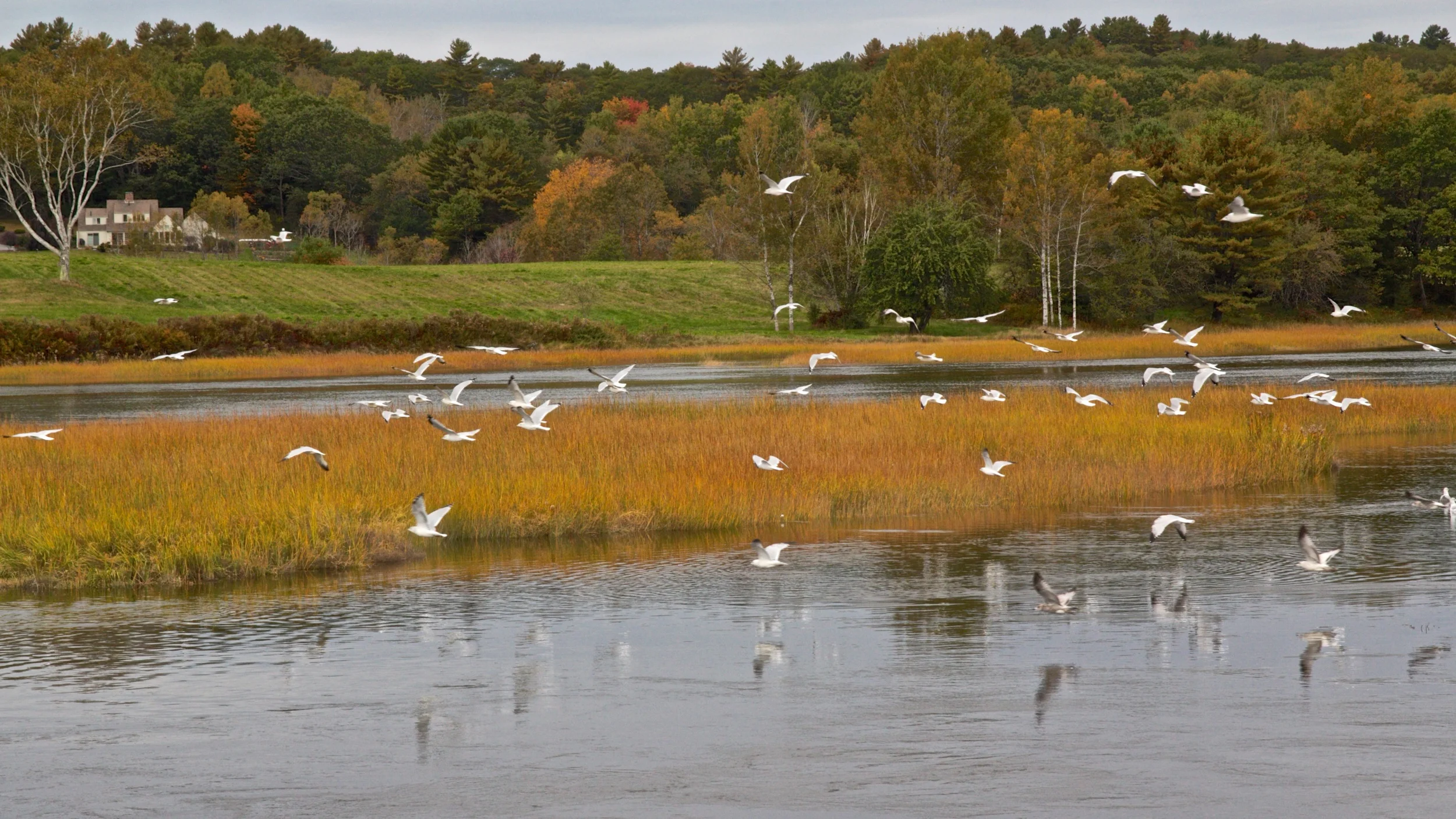 The Sheepscot, midcoast Maine