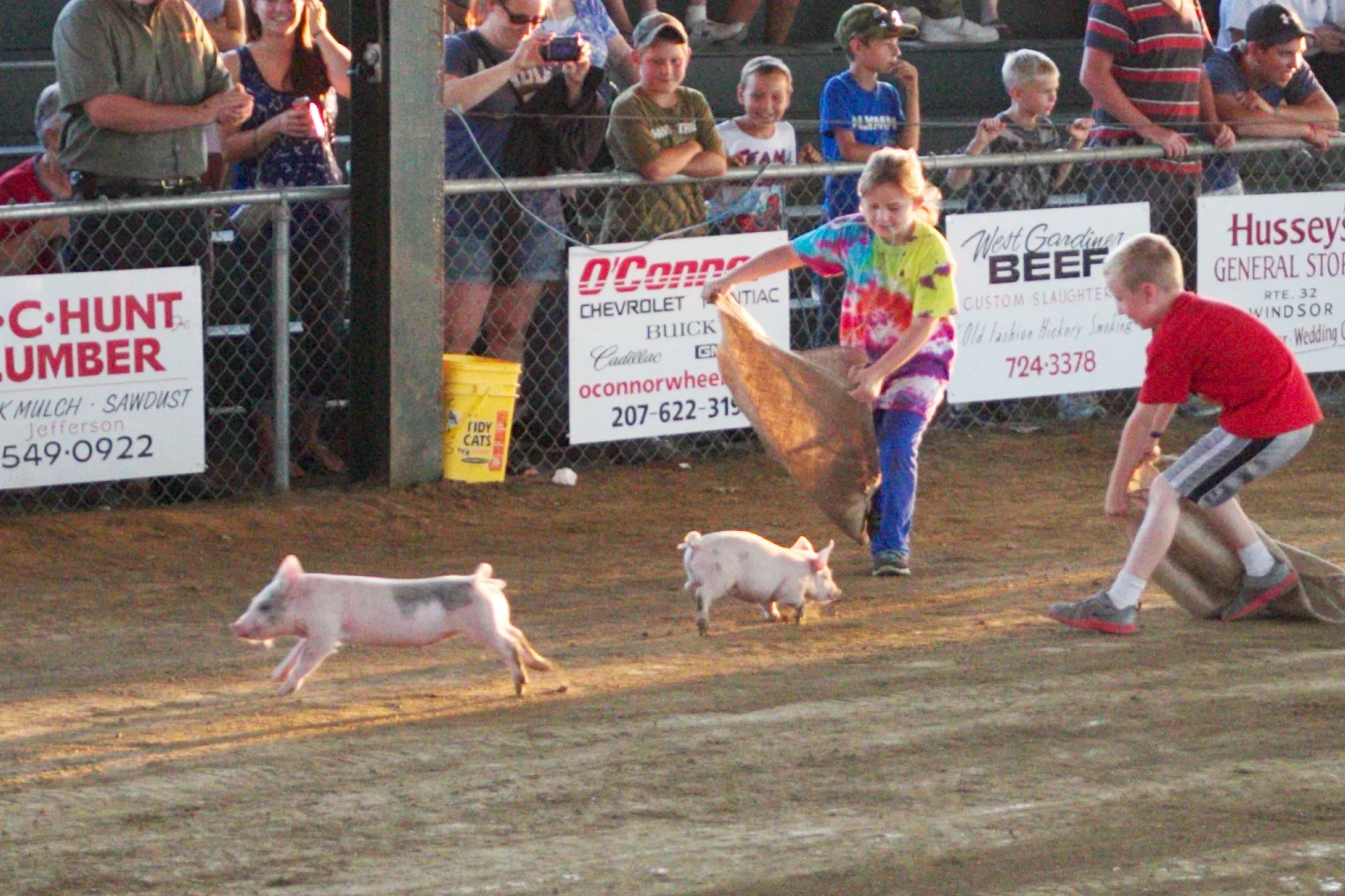 Pig scramble
