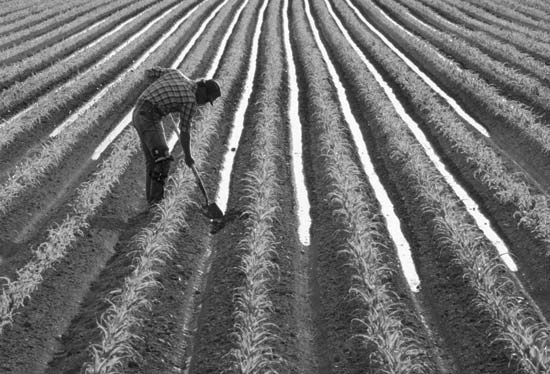 Farmer-in-field.jpg