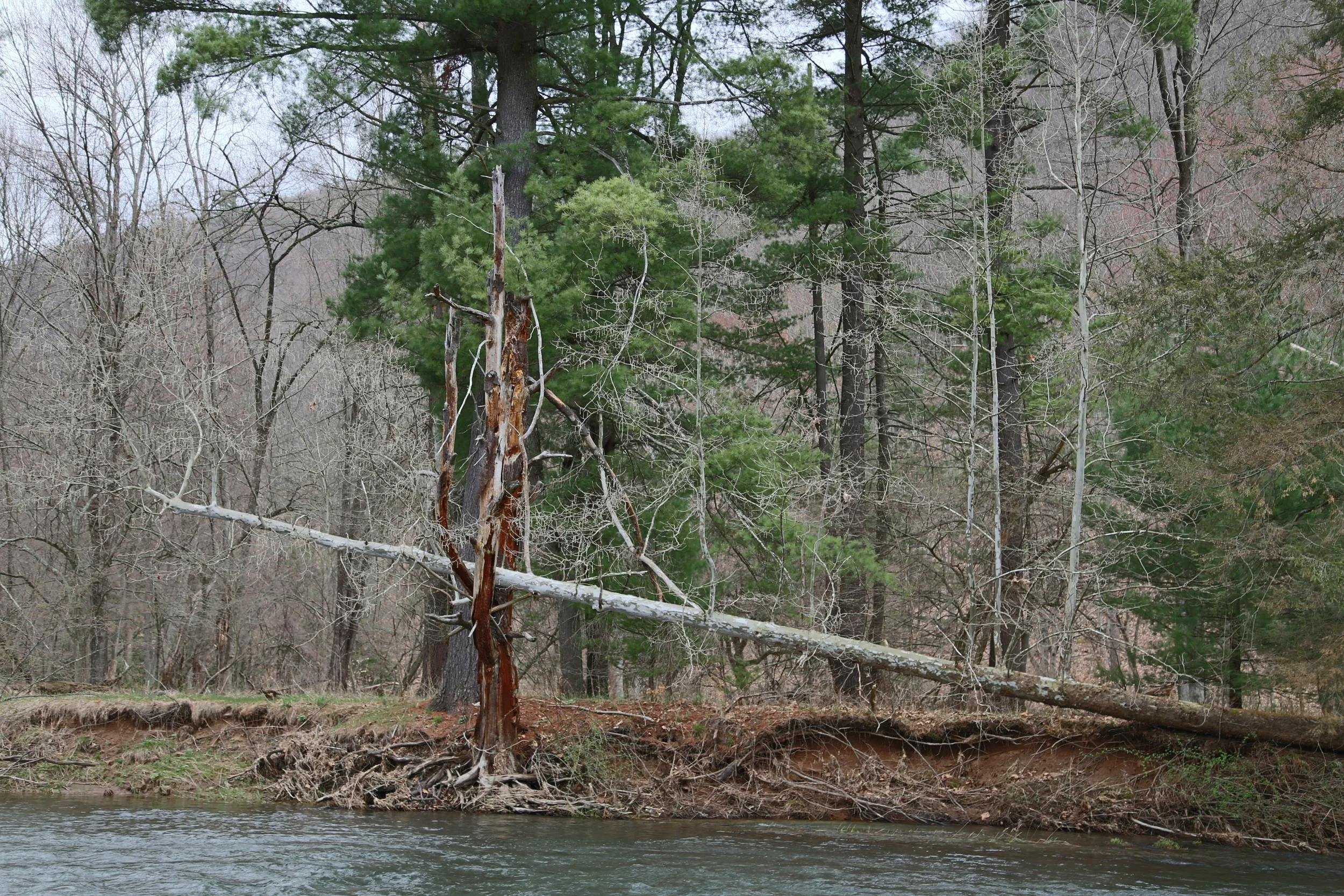 brad fetchin || "downed"