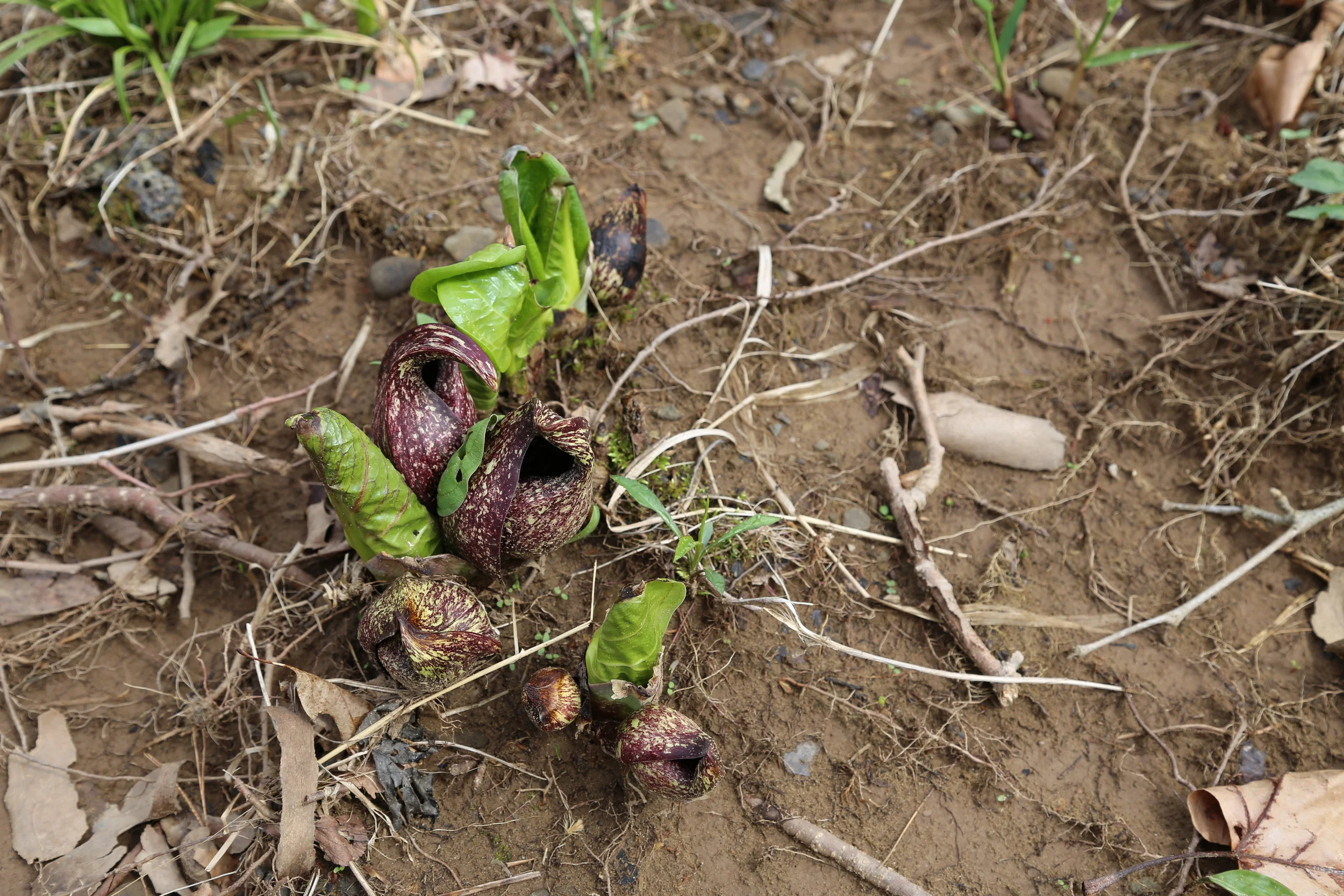 brad fetchin || "flooded bank life"