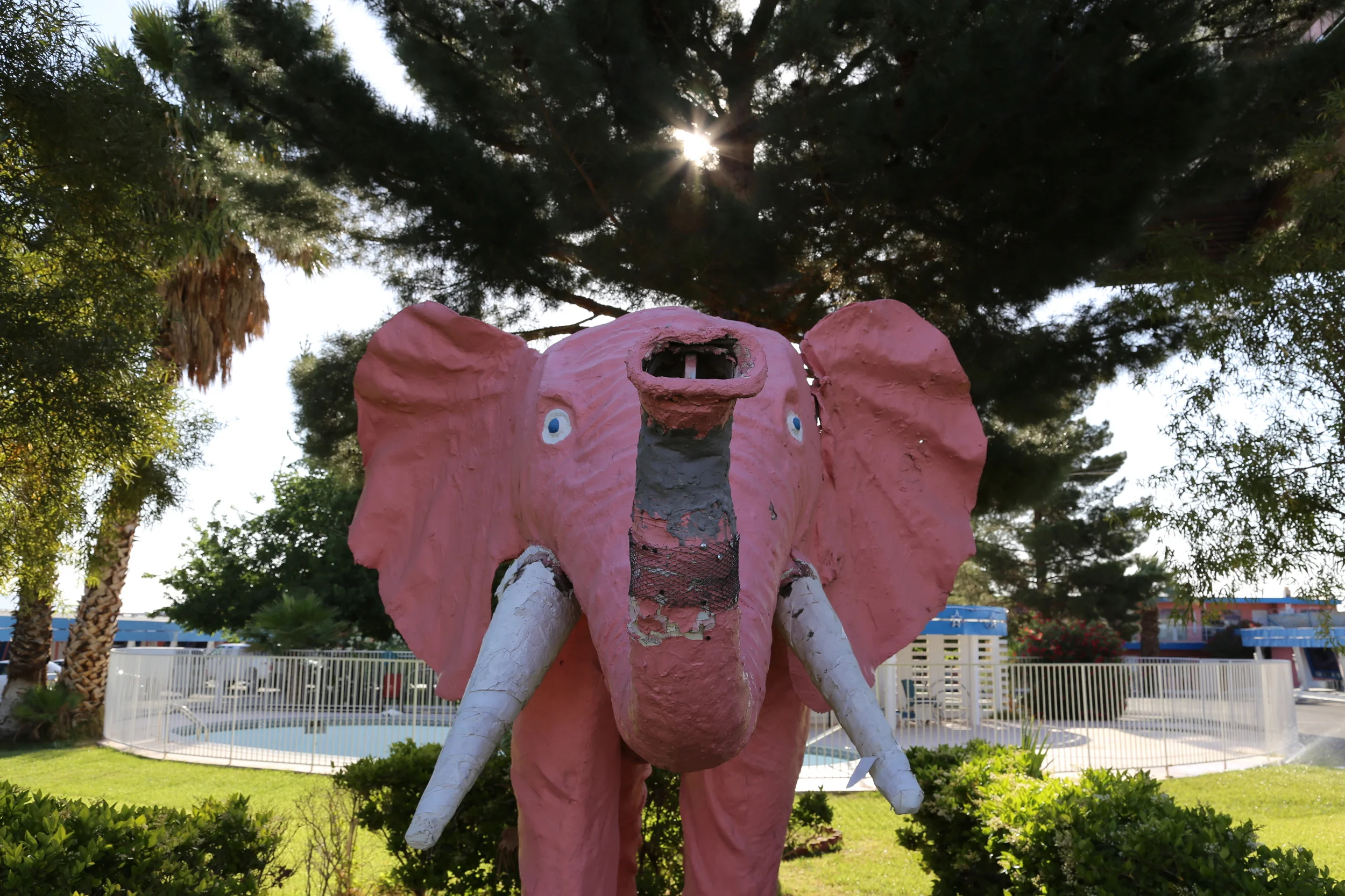 brad fetchin || "pink"