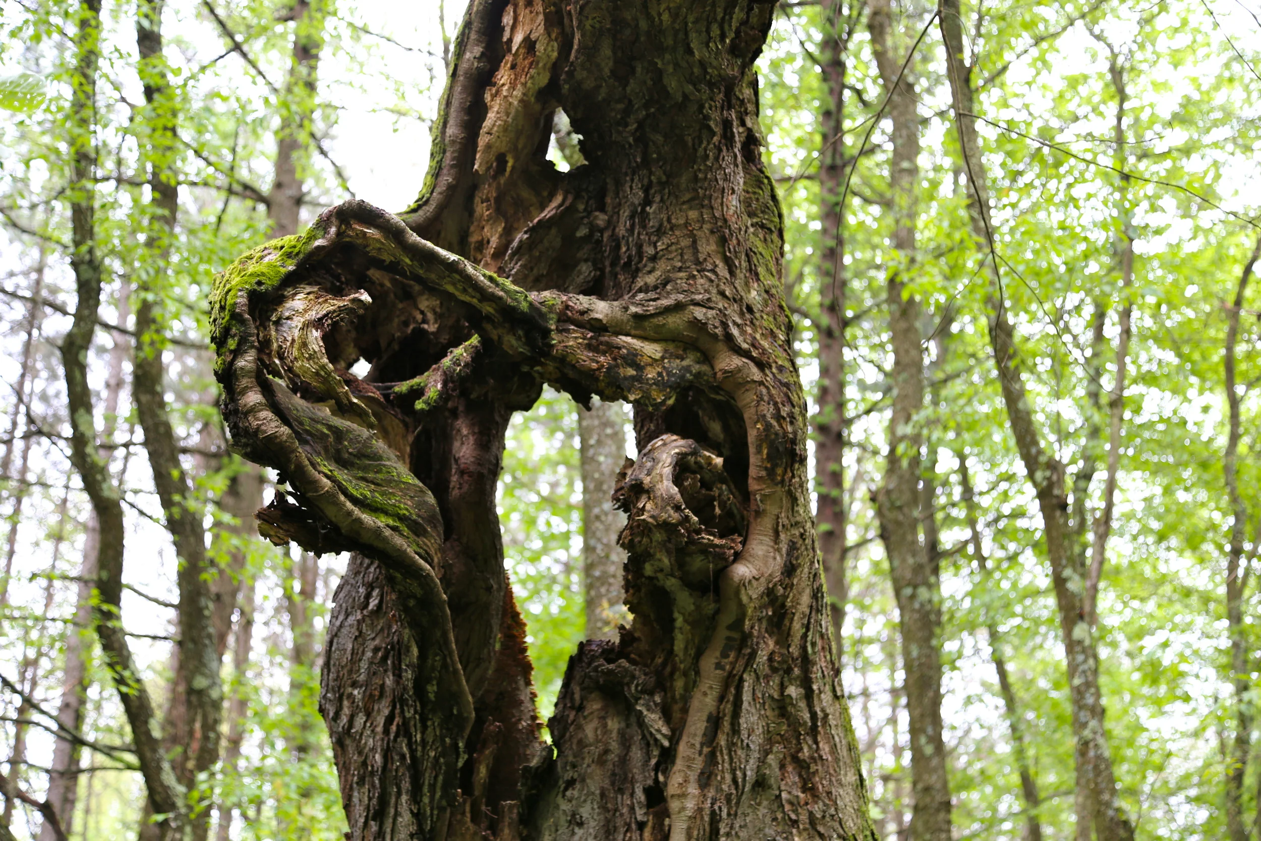 brad fetchin || "twisting"