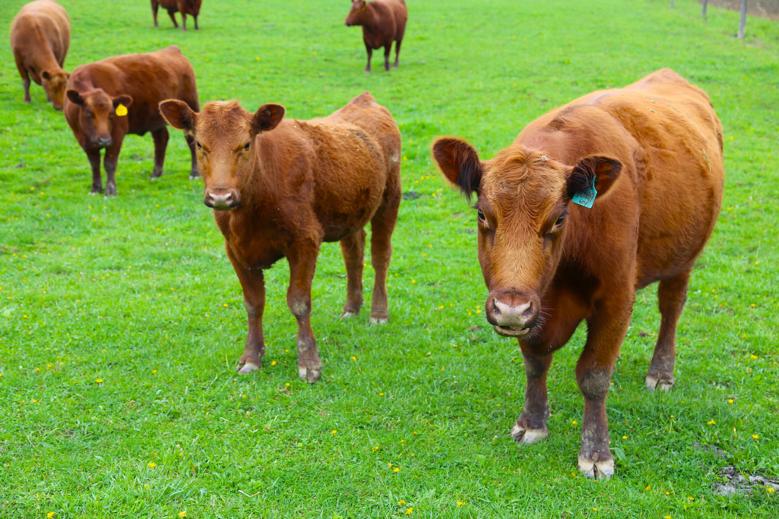 brad fetchin || "pasture"