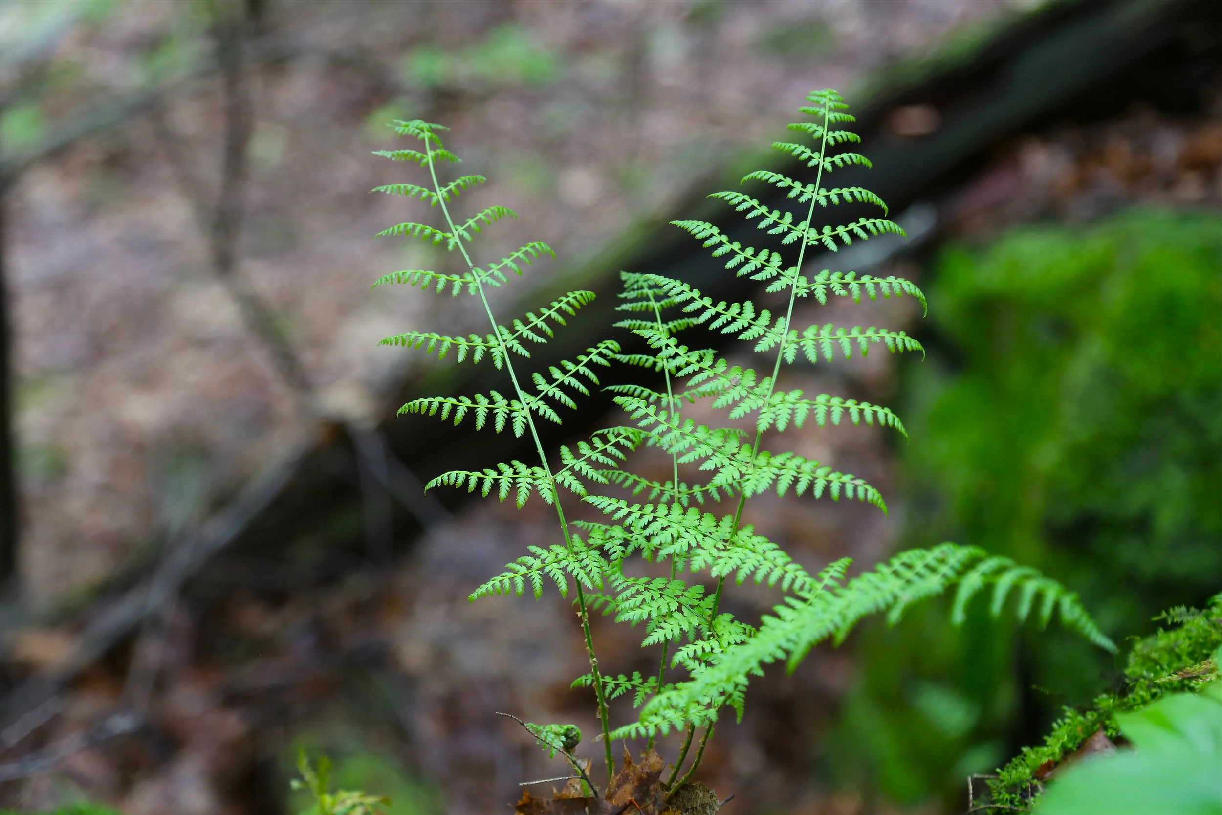 brad fetchin || "mcconnells mill #17"