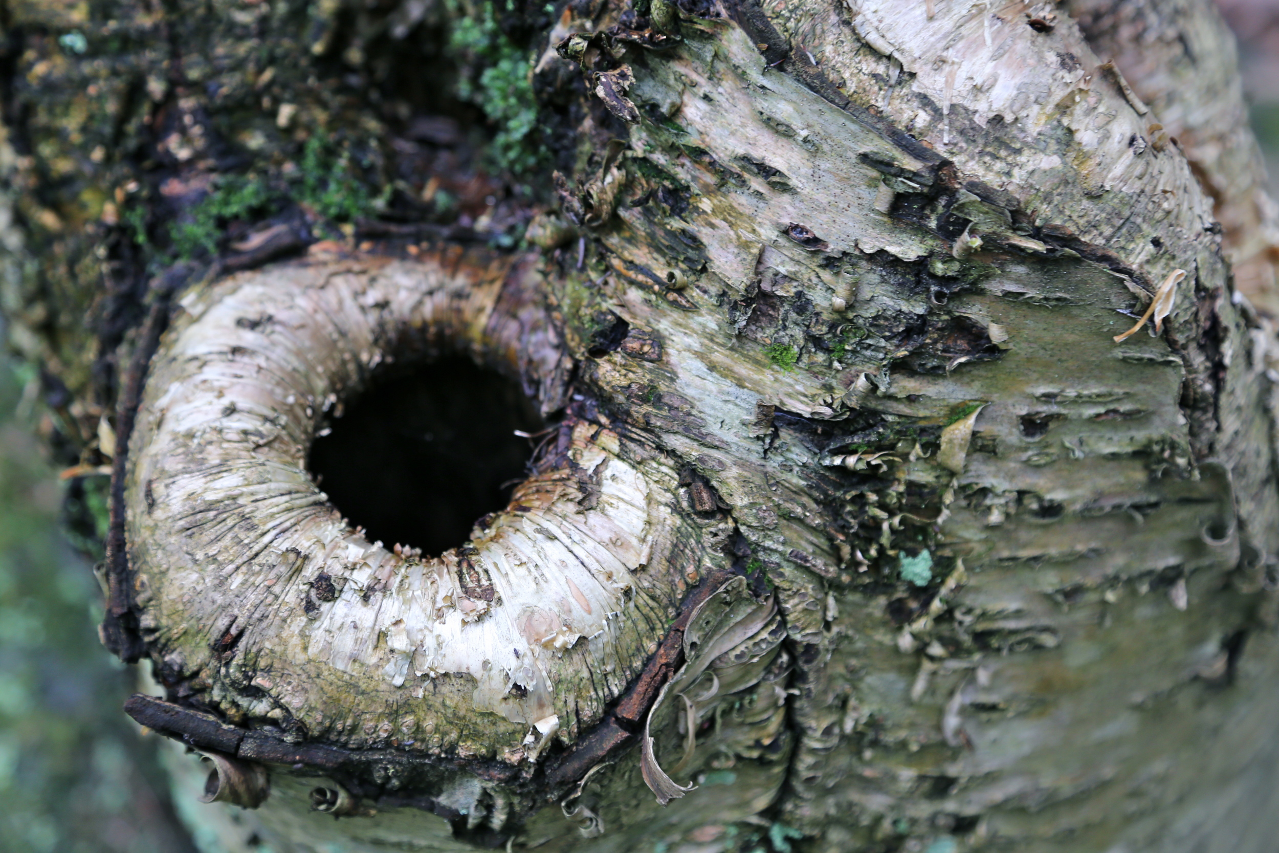 brad fetchin || "mcconnells mill #16"