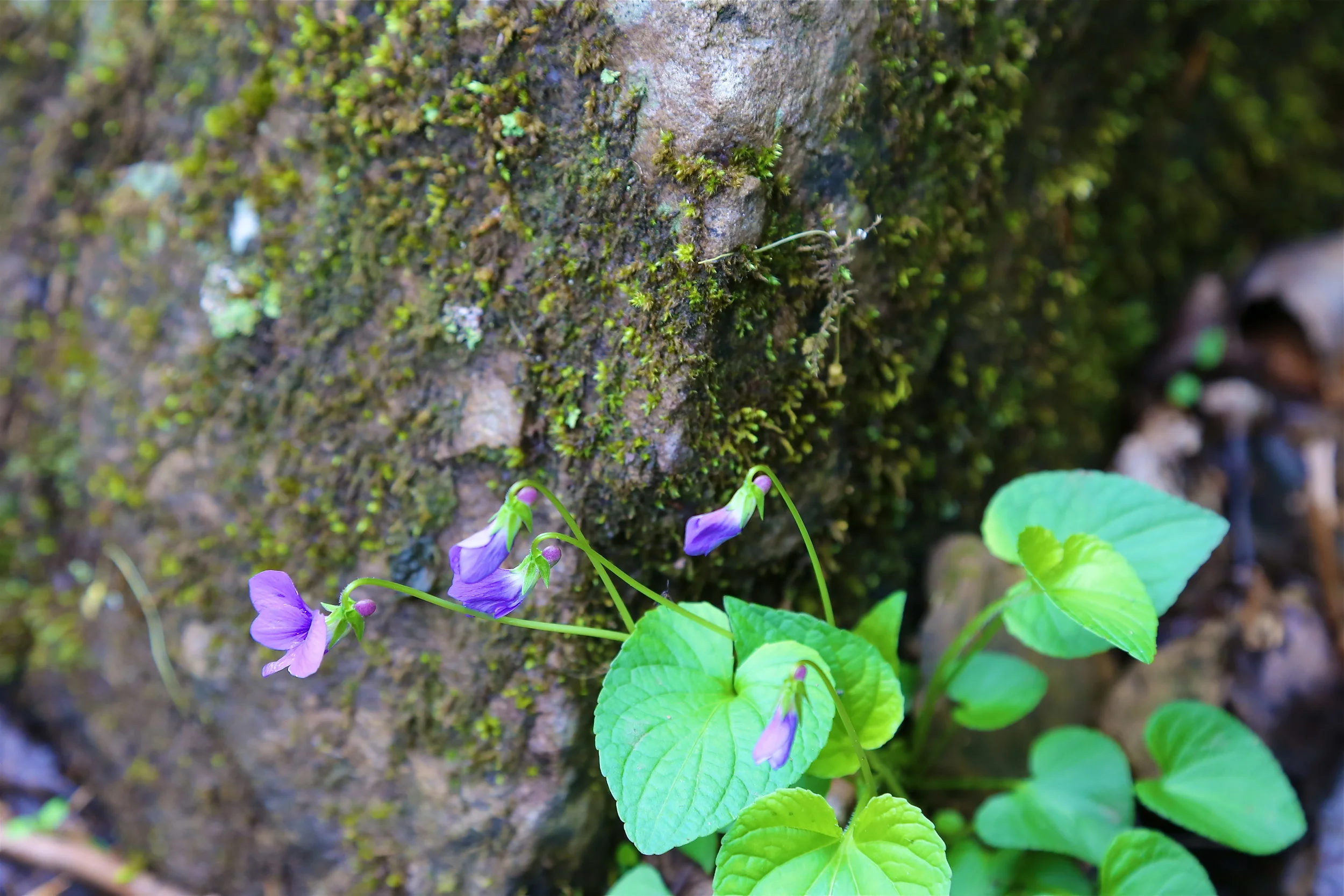 brad fetchin || "mcconnells mill #15"