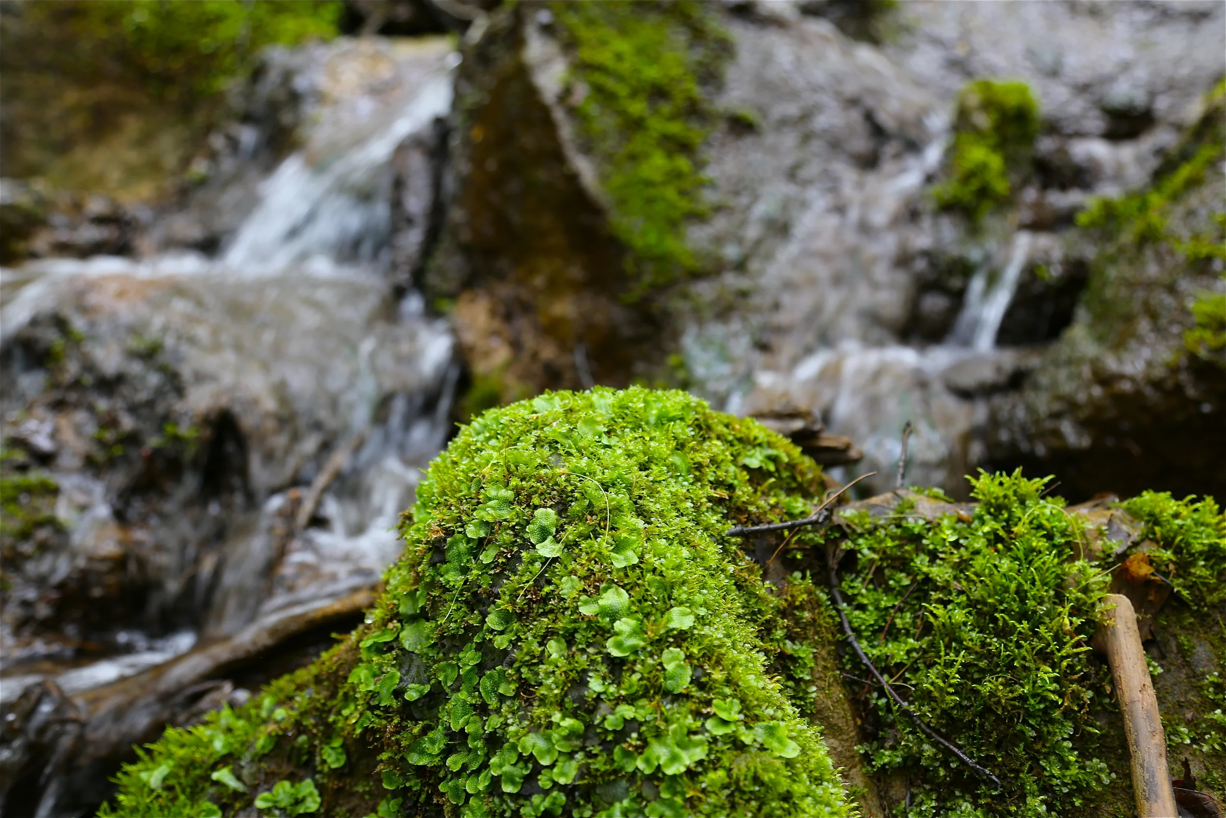 brad fetchin || "mcconnells mill #14"