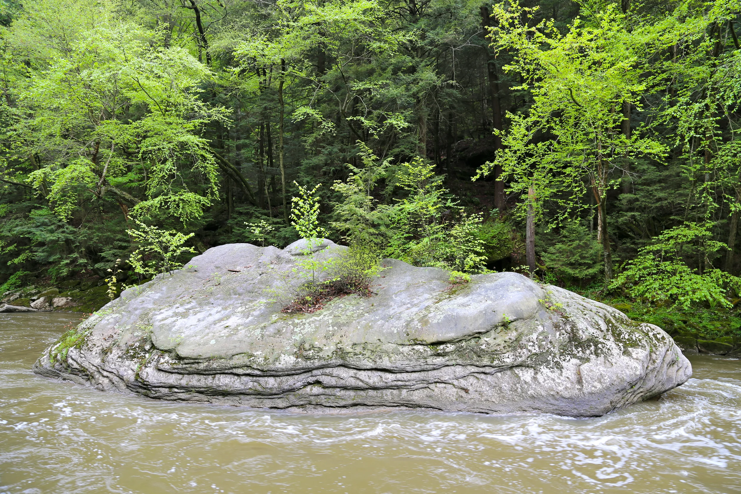 brad fetchin || "mcconnells mill 13"