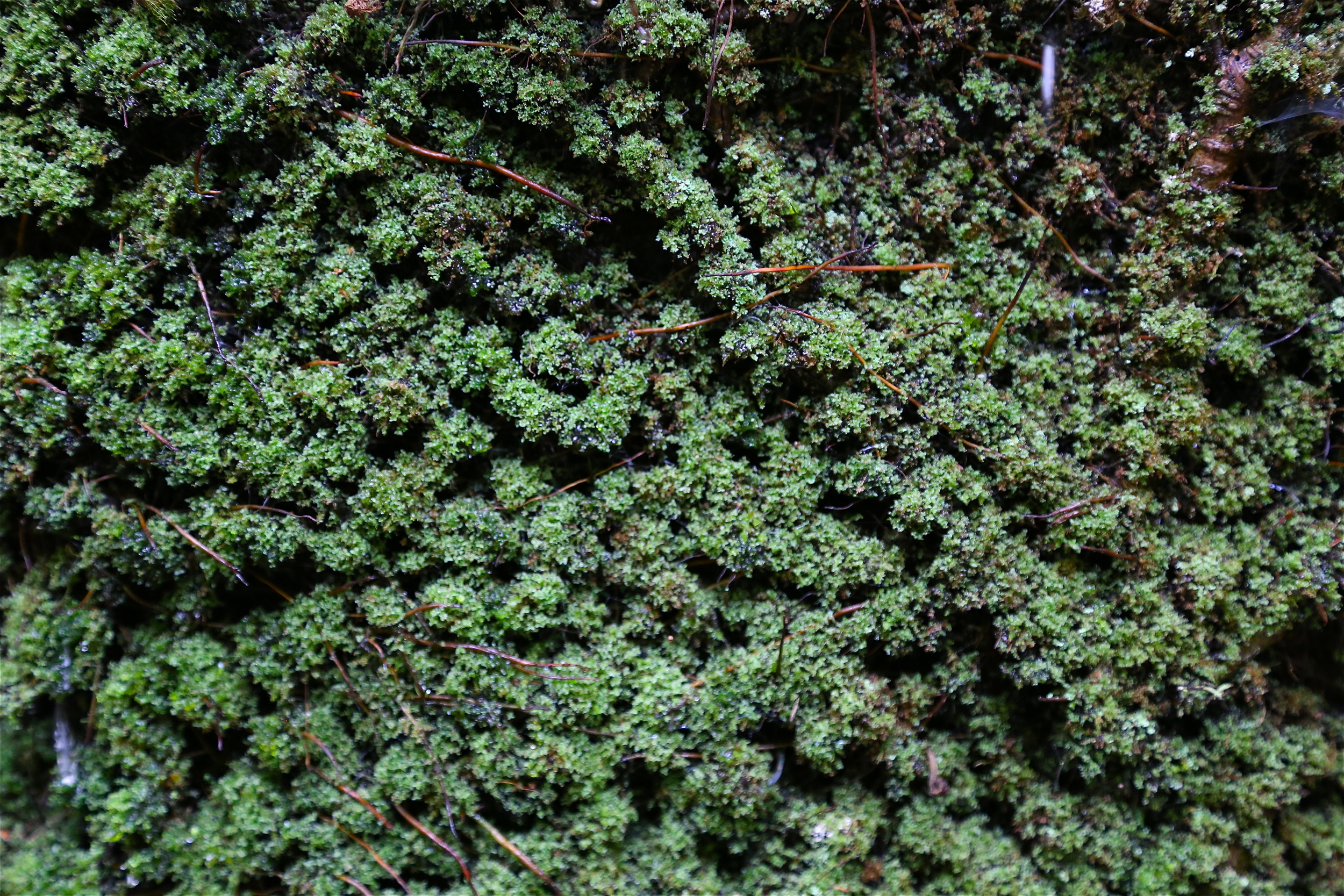 brad fetchin || "mcconnells mill #8"