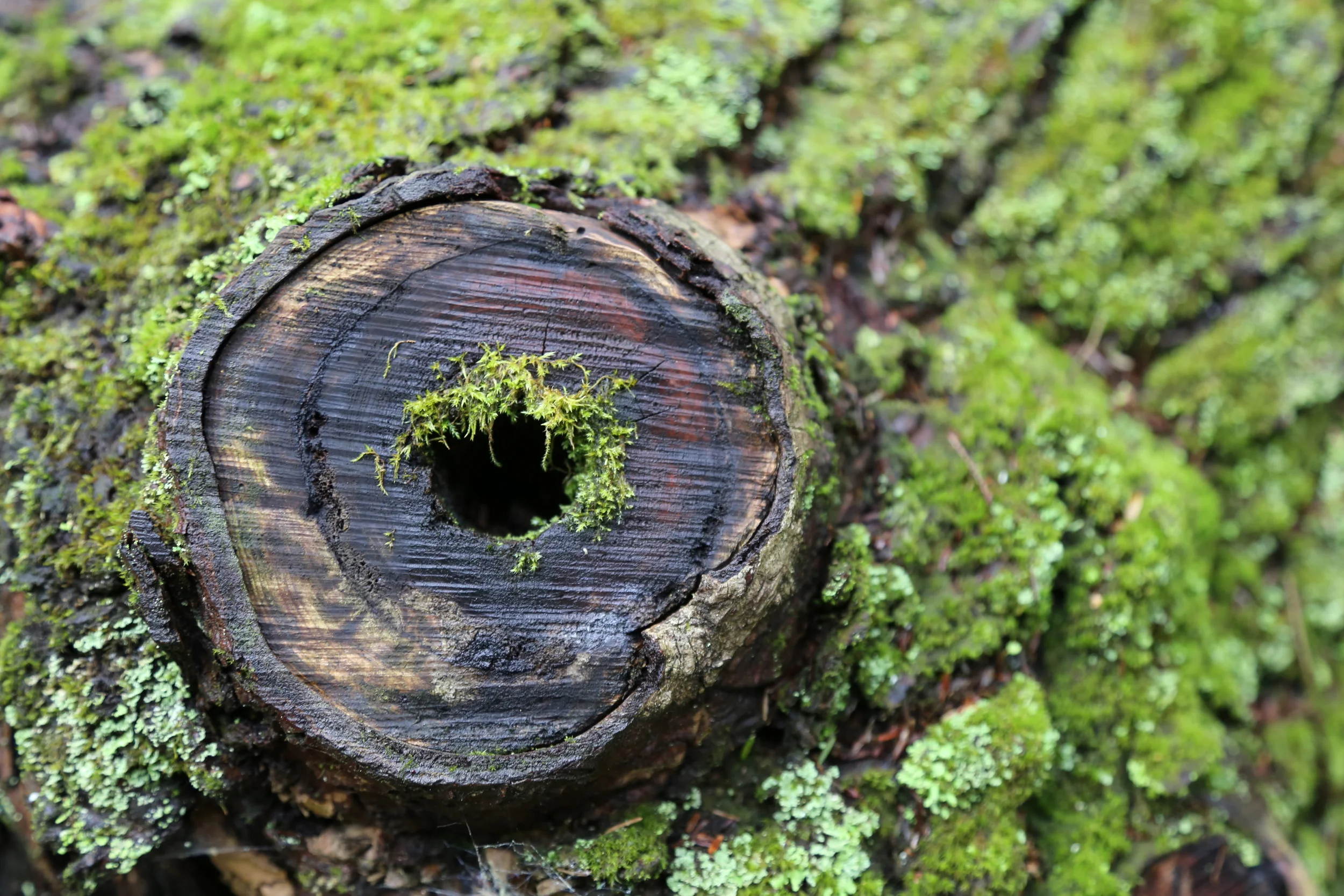 brad fetchin || "mcconnells mill #10"