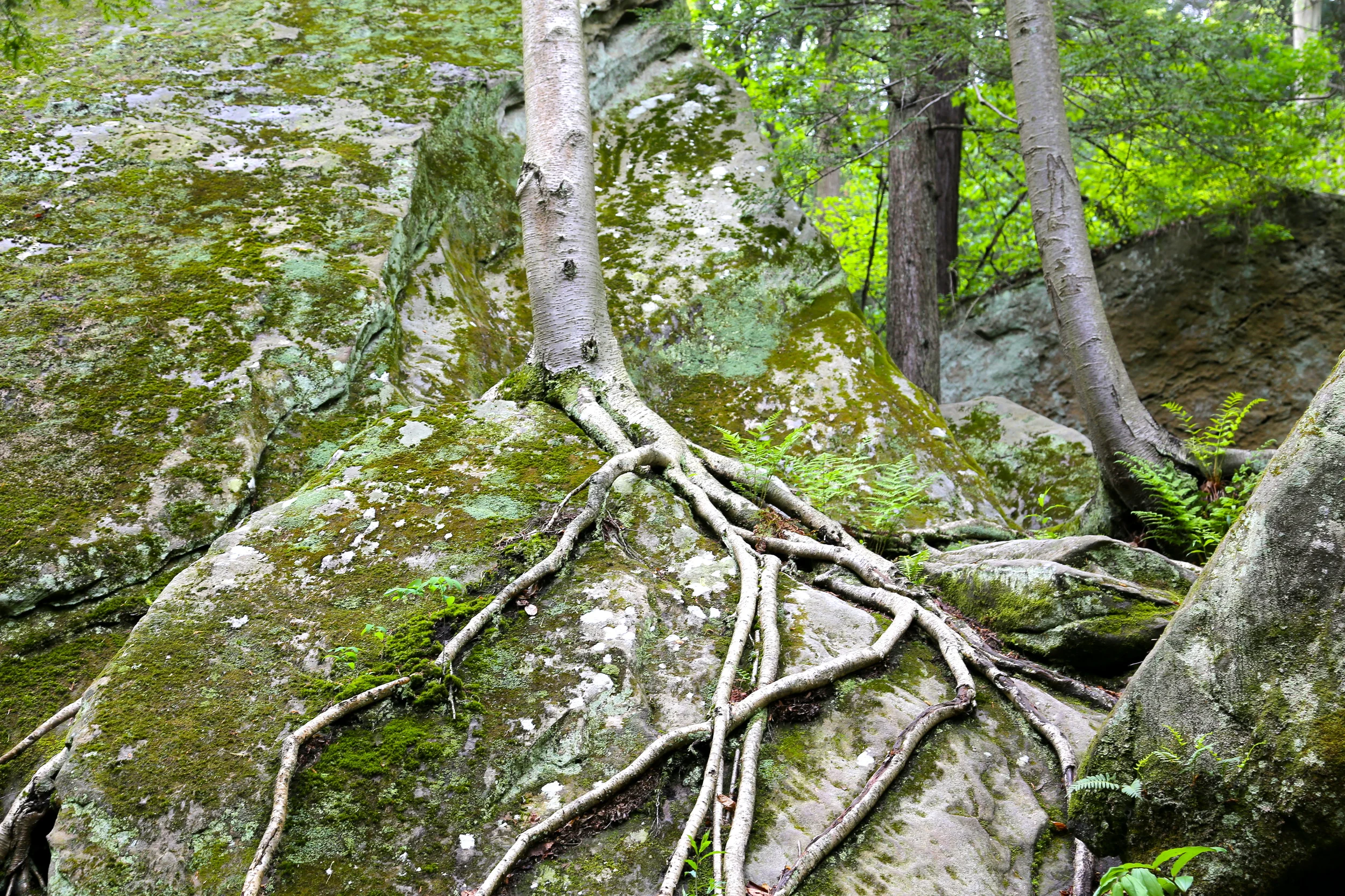 brad fetchin || "mcconnells mill #5"